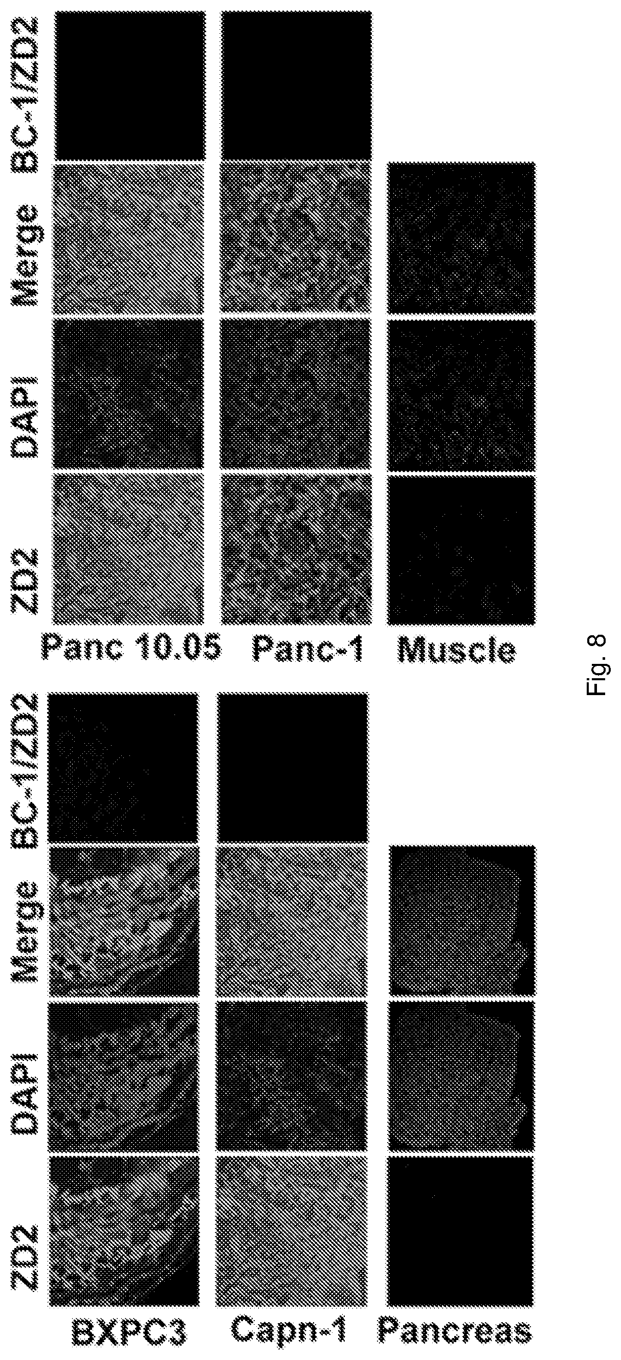 Patent US12576168 Figure 8 – Peptide PET/SPECT probes specific to oncoproteins in tumor extracellular matrix