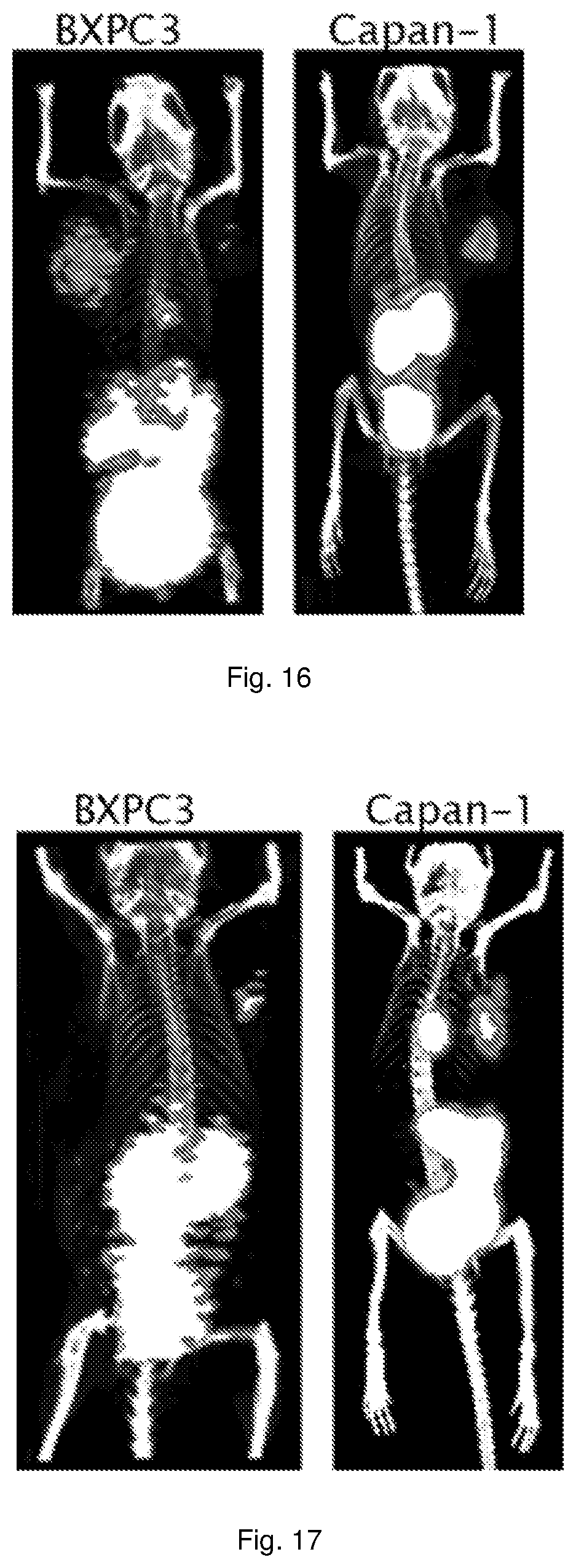 Patent US12576168 Figure 15 – Peptide PET/SPECT probes specific to oncoproteins in tumor extracellular matrix