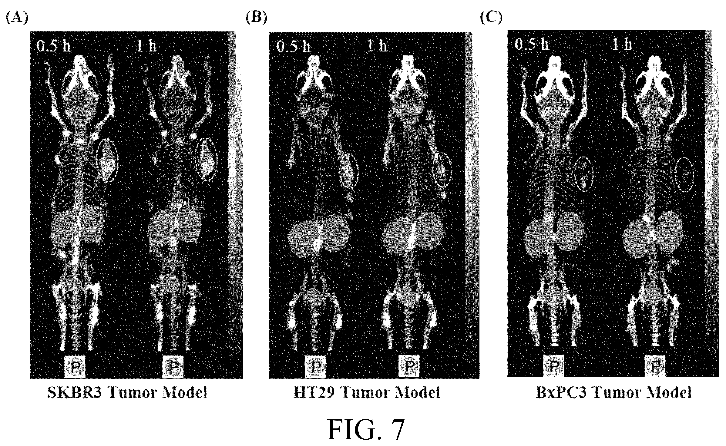Patent US12576170 Figure 9 – Rk polypeptide radiopharmaceutical targeting HER2 and preparation method thereof