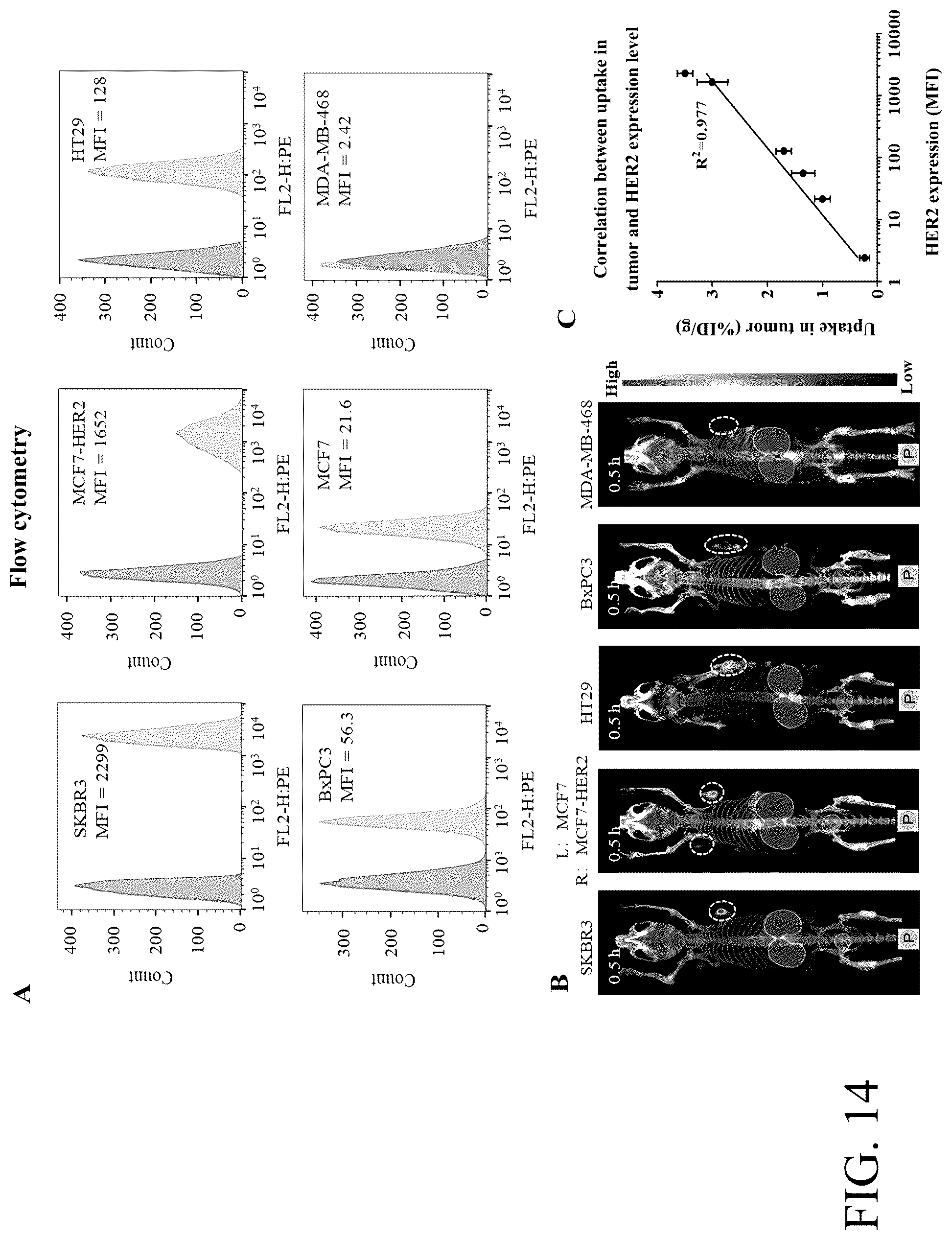 Patent US12576170 Figure 18 – Rk polypeptide radiopharmaceutical targeting HER2 and preparation method thereof