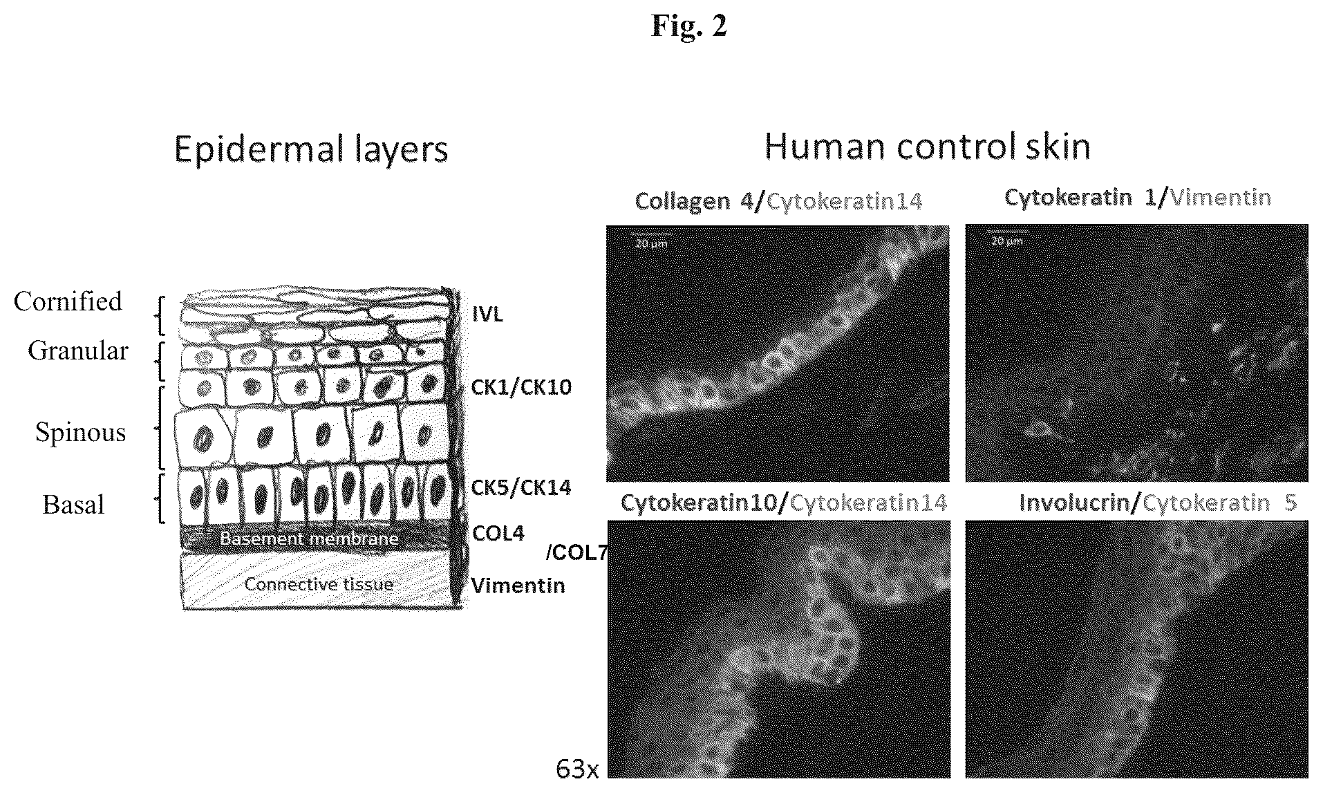 Patent US12576188 Figure 2 – Engineered three-dimensional skin tissues, arrays thereof, and methods of making the same