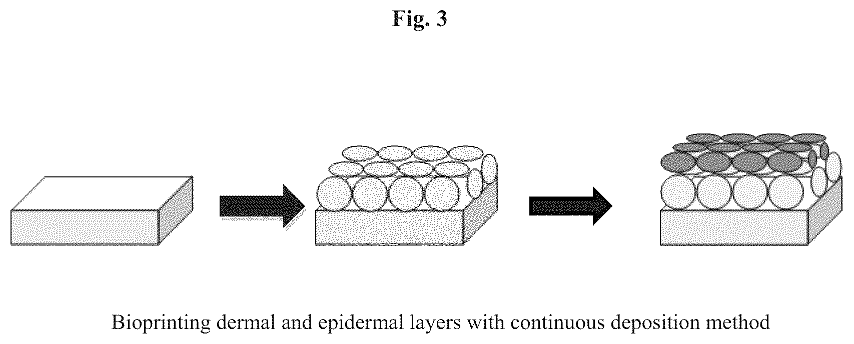 Patent US12576188 Figure 3 – Engineered three-dimensional skin tissues, arrays thereof, and methods of making the same