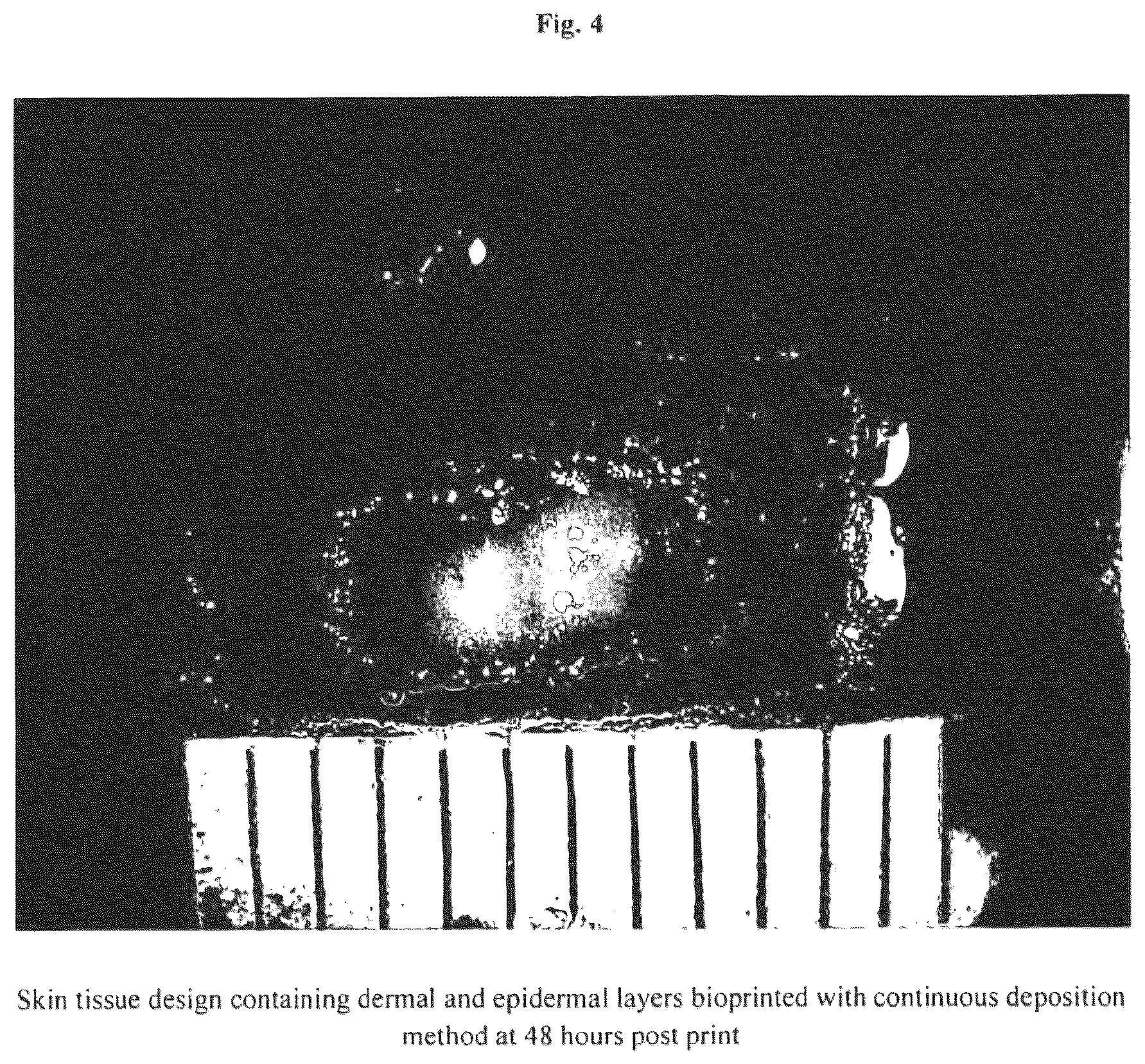 Patent US12576188 Figure 4 – Engineered three-dimensional skin tissues, arrays thereof, and methods of making the same