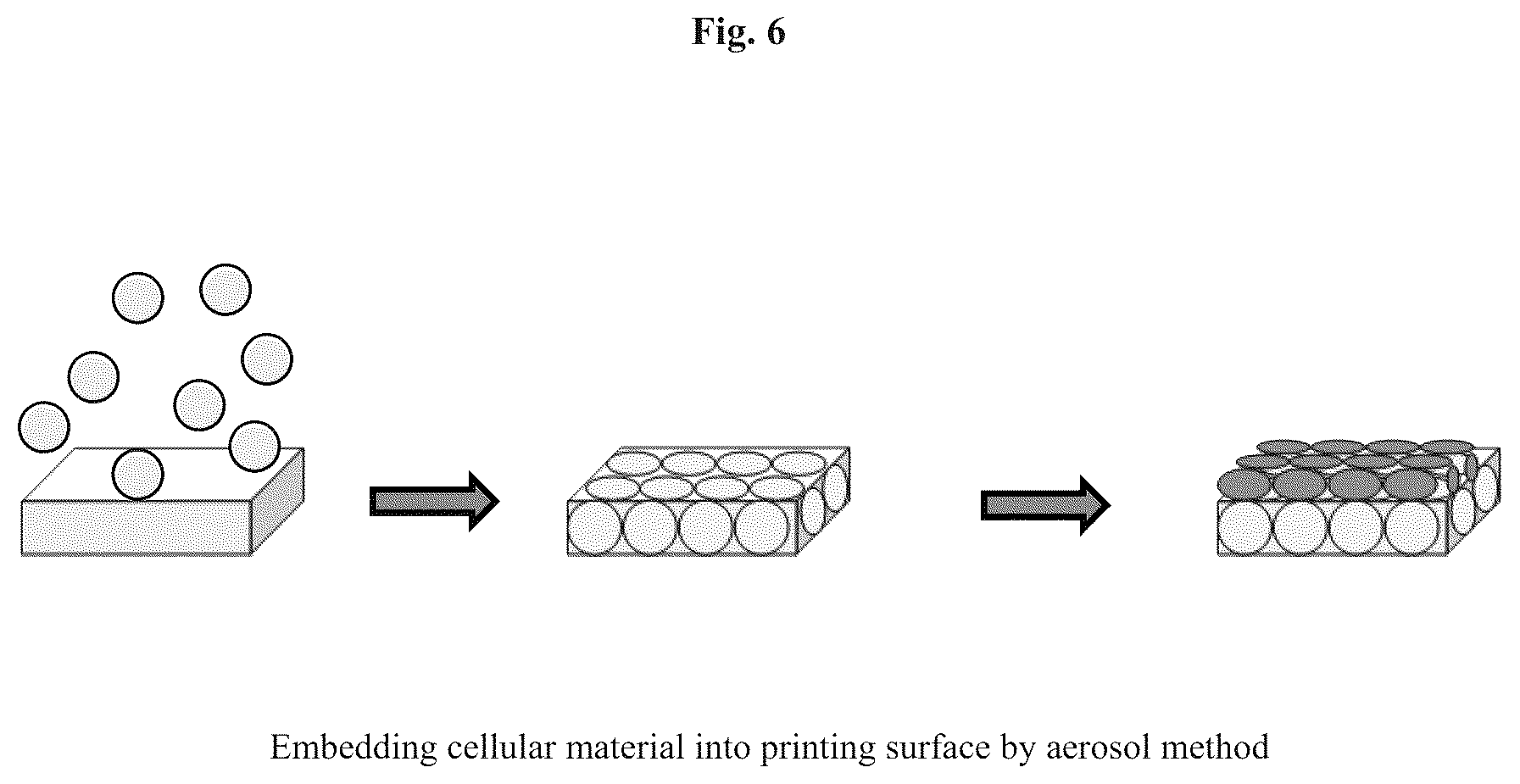 Patent US12576188 Figure 6 – Engineered three-dimensional skin tissues, arrays thereof, and methods of making the same