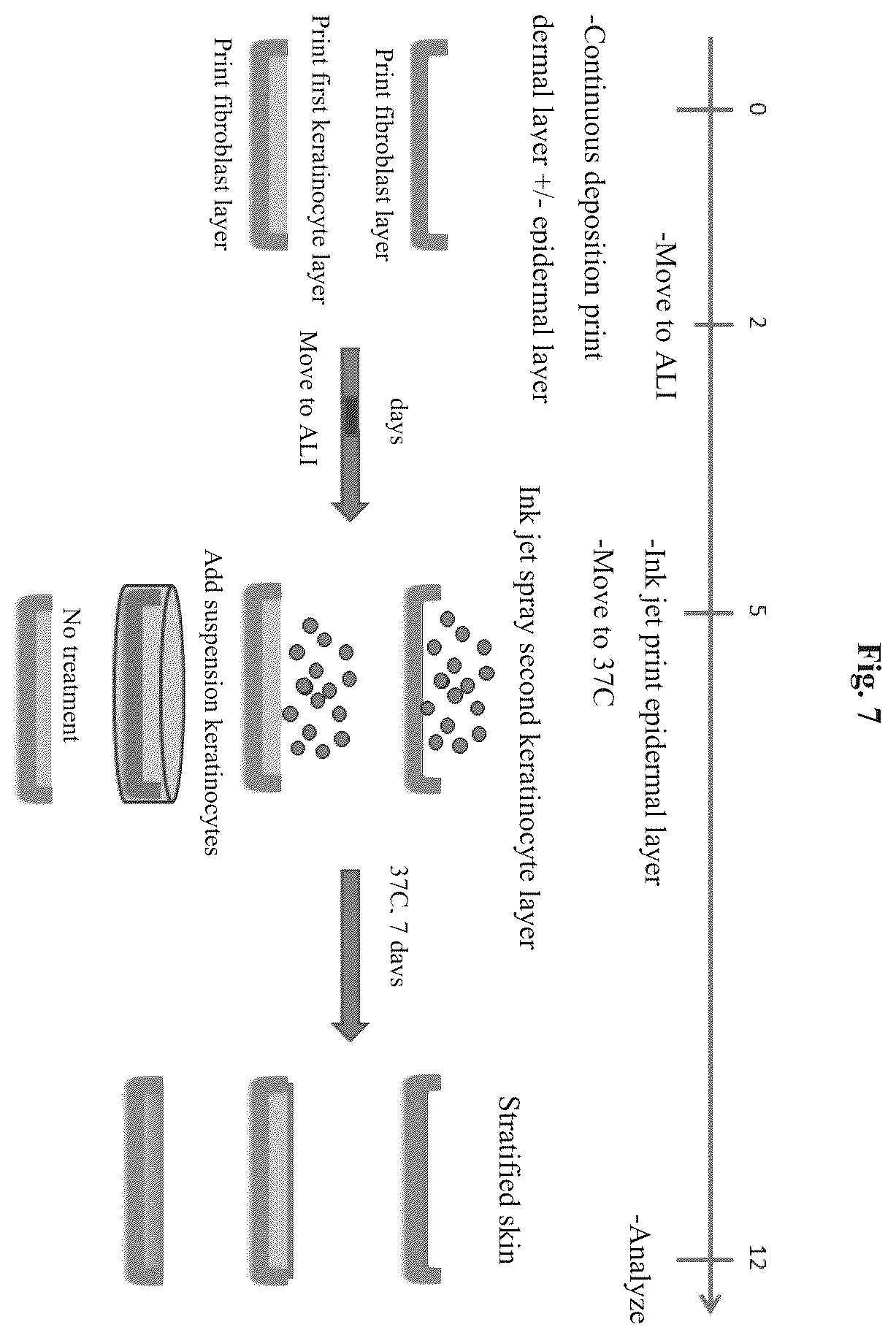 Patent US12576188 Figure 7 – Engineered three-dimensional skin tissues, arrays thereof, and methods of making the same