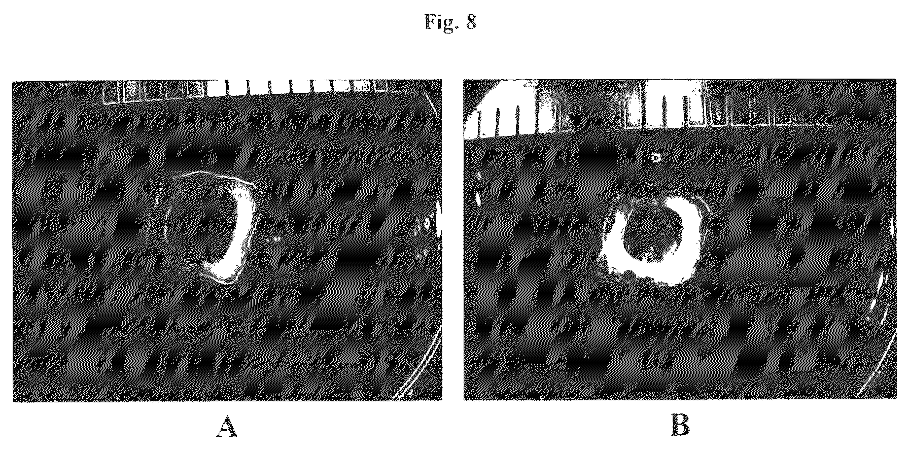 Patent US12576188 Figure 8 – Engineered three-dimensional skin tissues, arrays thereof, and methods of making the same
