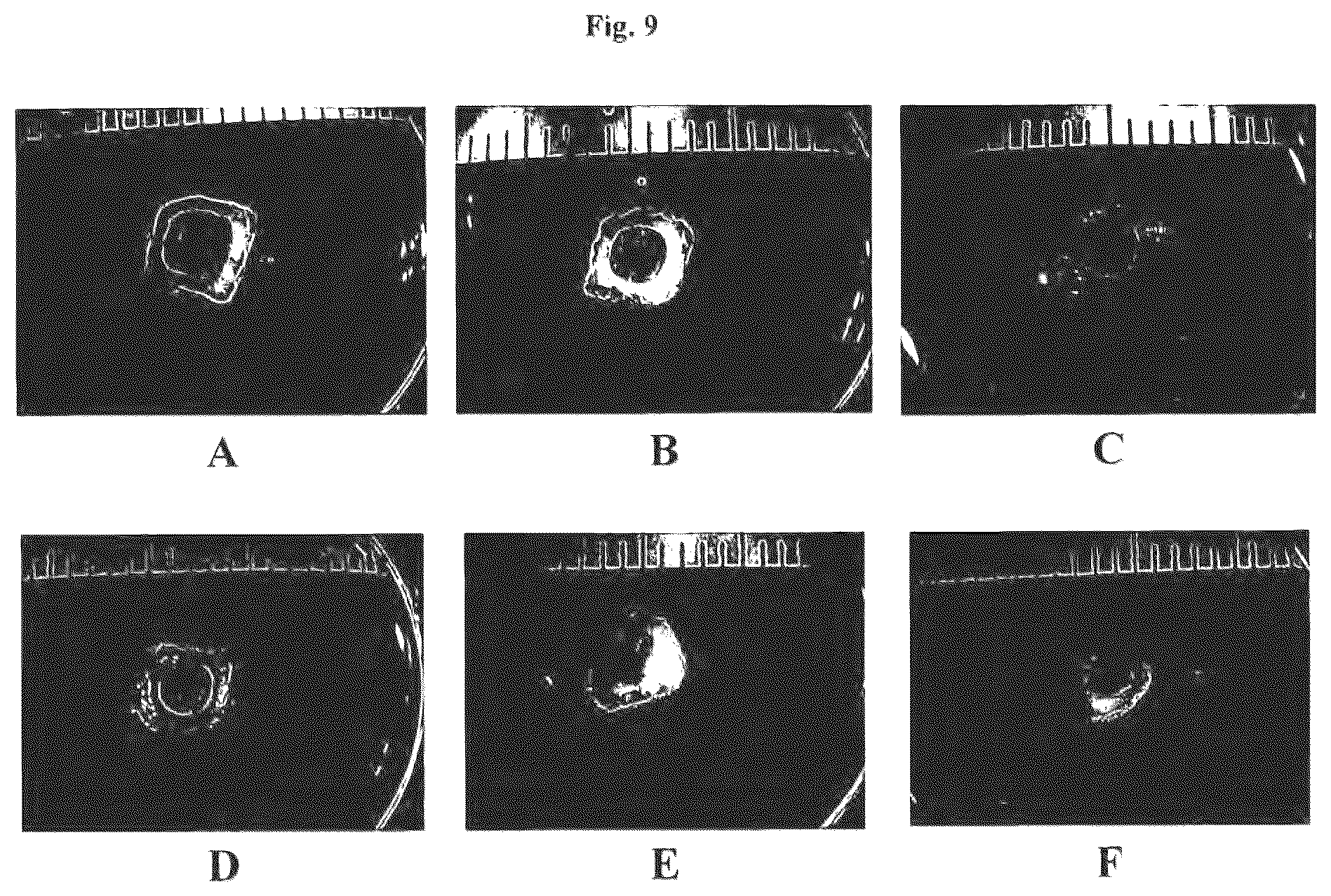 Patent US12576188 Figure 9 – Engineered three-dimensional skin tissues, arrays thereof, and methods of making the same