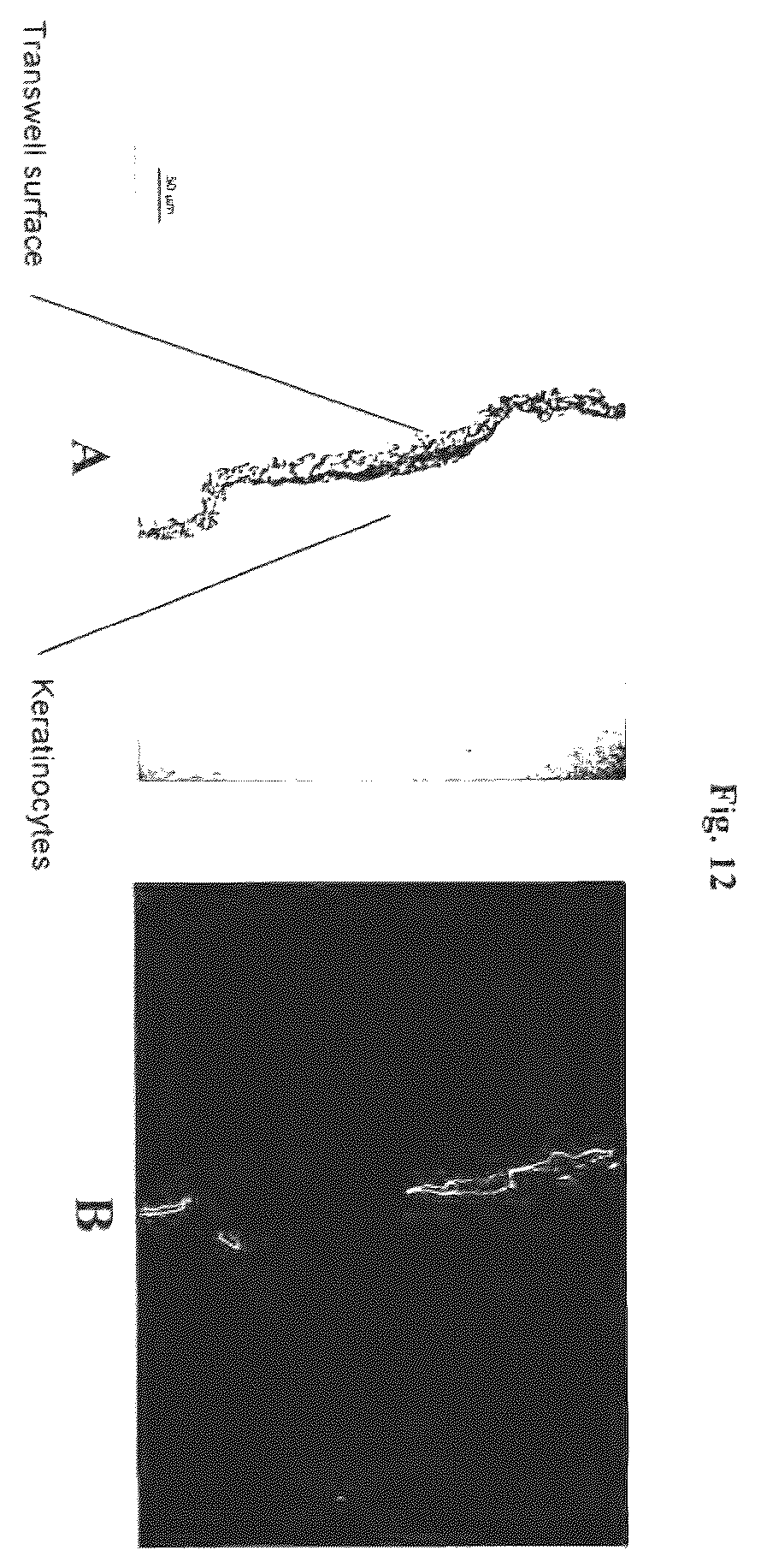 Patent US12576188 Figure 12 – Engineered three-dimensional skin tissues, arrays thereof, and methods of making the same