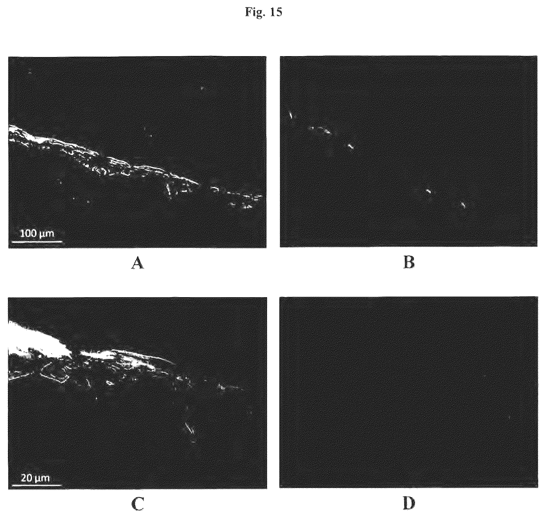 Patent US12576188 Figure 15 – Engineered three-dimensional skin tissues, arrays thereof, and methods of making the same