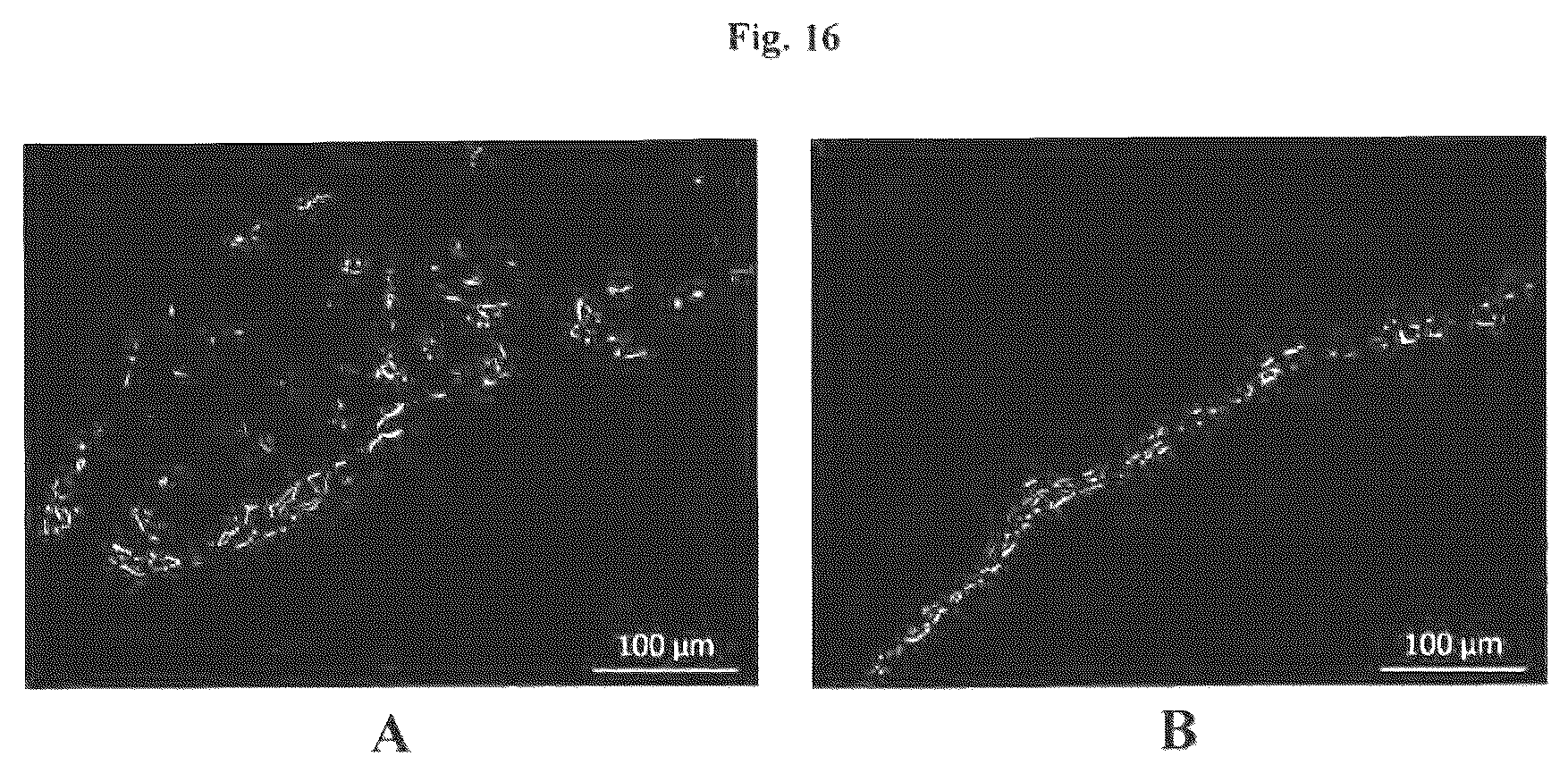Patent US12576188 Figure 16 – Engineered three-dimensional skin tissues, arrays thereof, and methods of making the same
