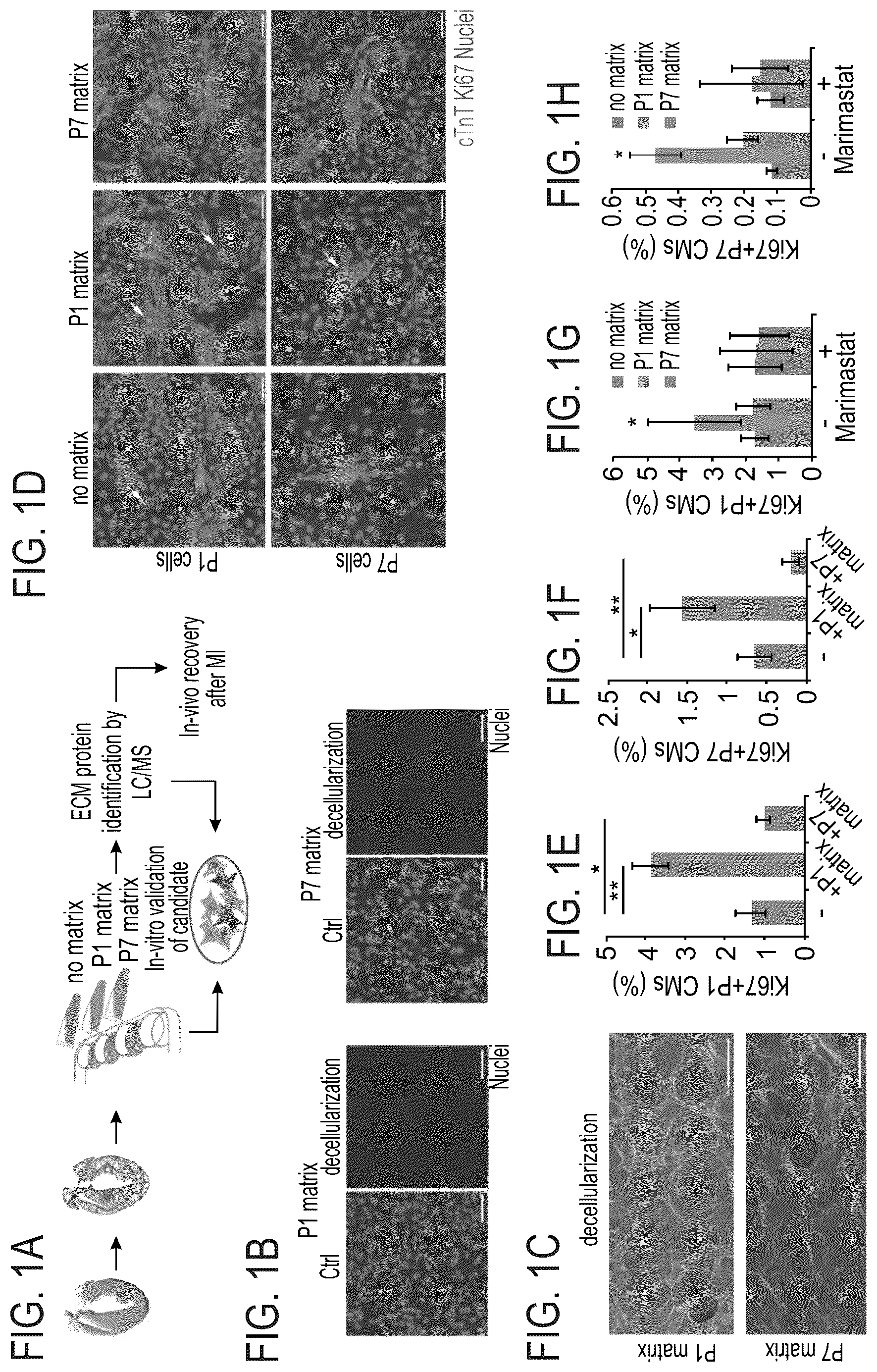 Patent US12576191 Figure 1 – Method of inducing cardiomyocytes proliferation and treating heart diseases