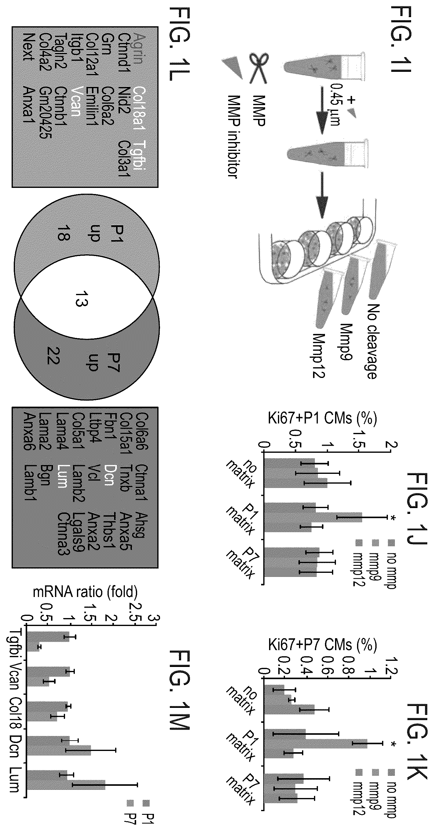 Patent US12576191 Figure 2 – Method of inducing cardiomyocytes proliferation and treating heart diseases