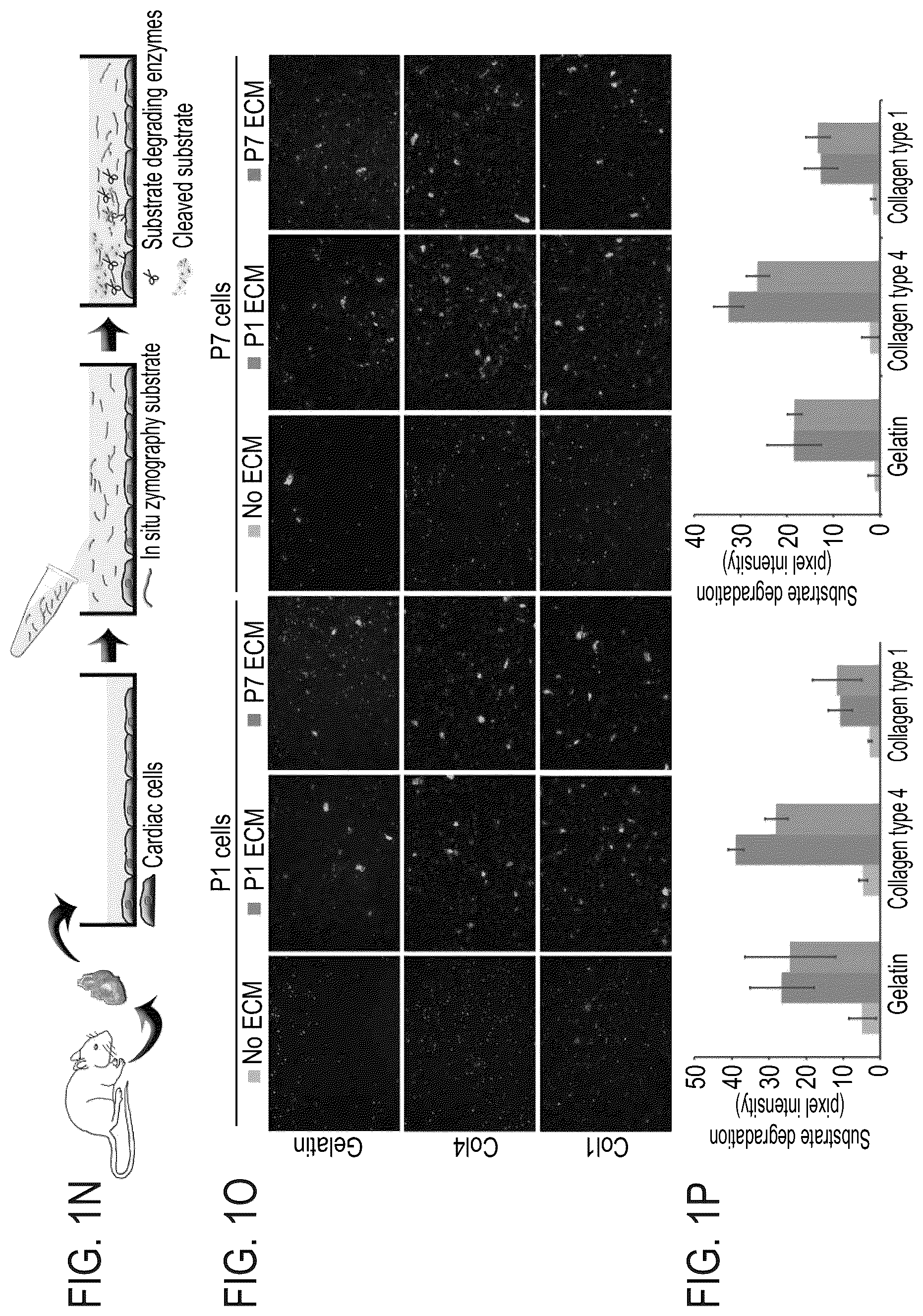Patent US12576191 Figure 3 – Method of inducing cardiomyocytes proliferation and treating heart diseases