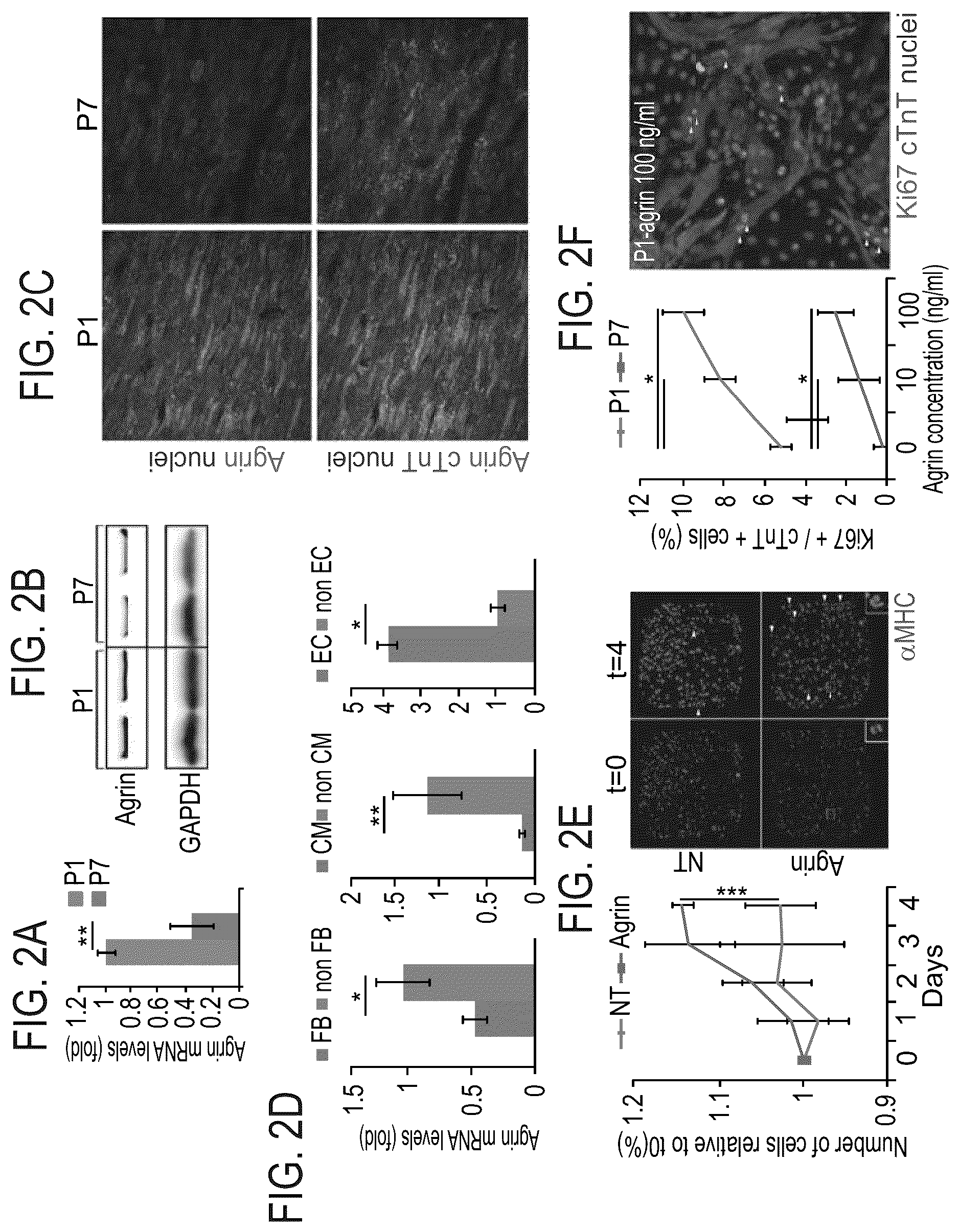 Patent US12576191 Figure 4 – Method of inducing cardiomyocytes proliferation and treating heart diseases