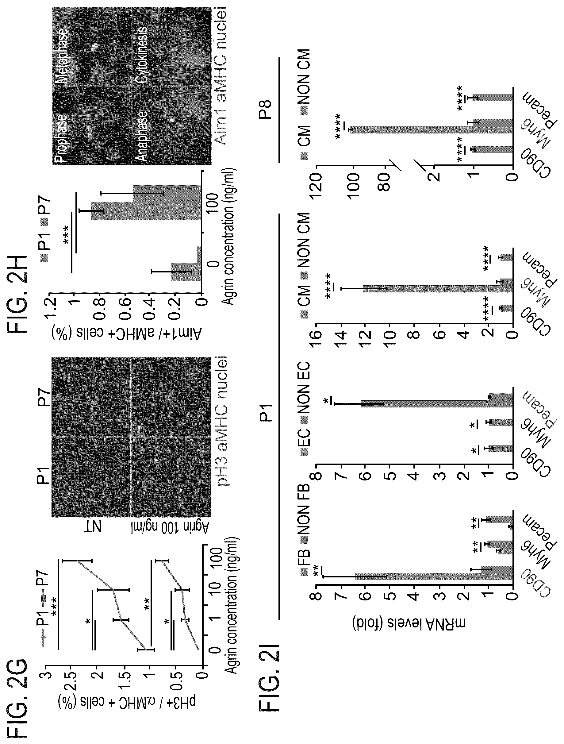 Patent US12576191 Figure 5 – Method of inducing cardiomyocytes proliferation and treating heart diseases