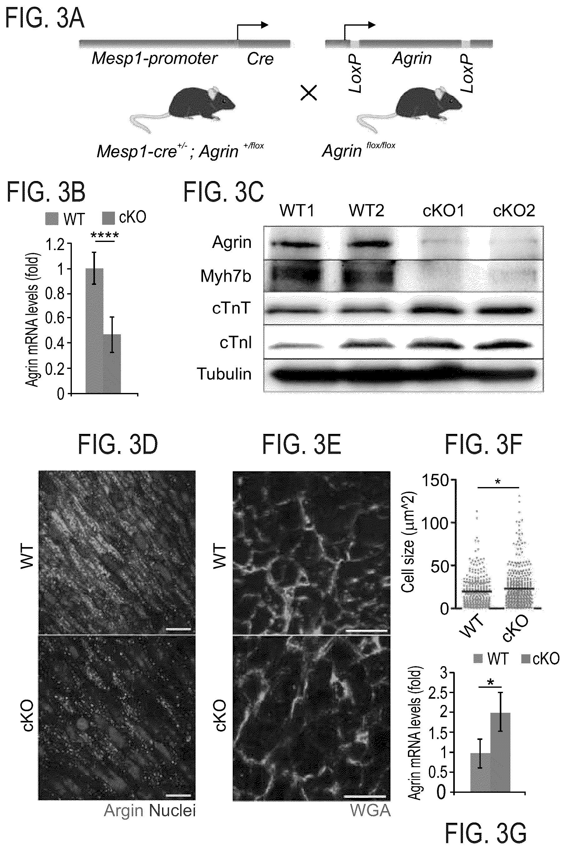 Patent US12576191 Figure 6 – Method of inducing cardiomyocytes proliferation and treating heart diseases