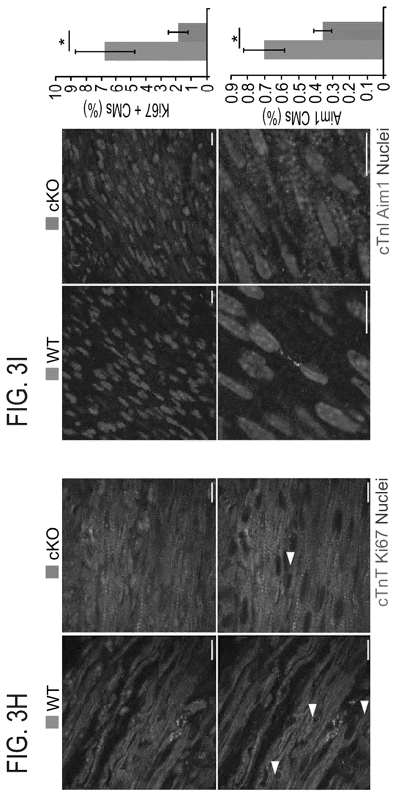 Patent US12576191 Figure 7 – Method of inducing cardiomyocytes proliferation and treating heart diseases