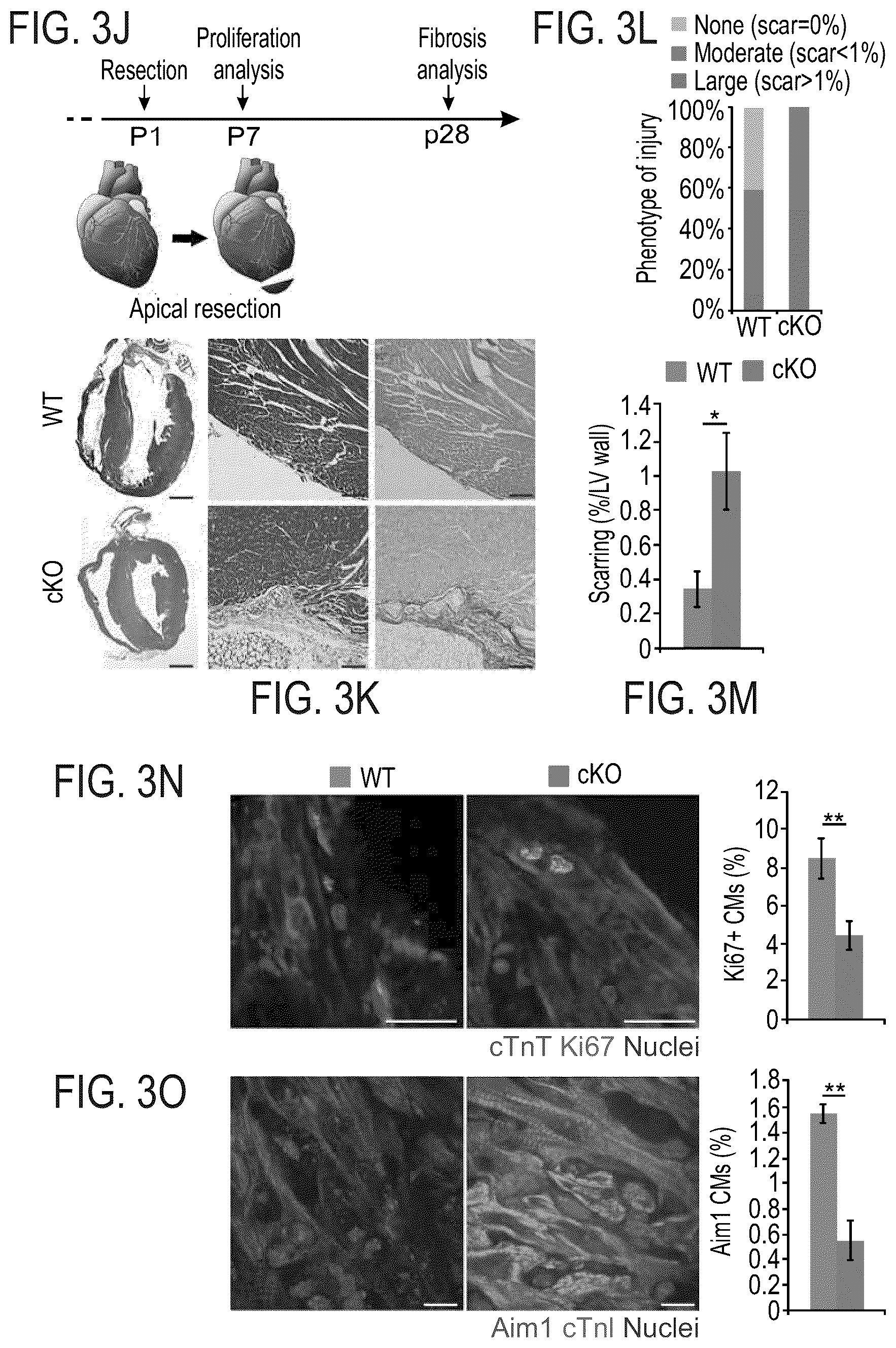 Patent US12576191 Figure 8 – Method of inducing cardiomyocytes proliferation and treating heart diseases