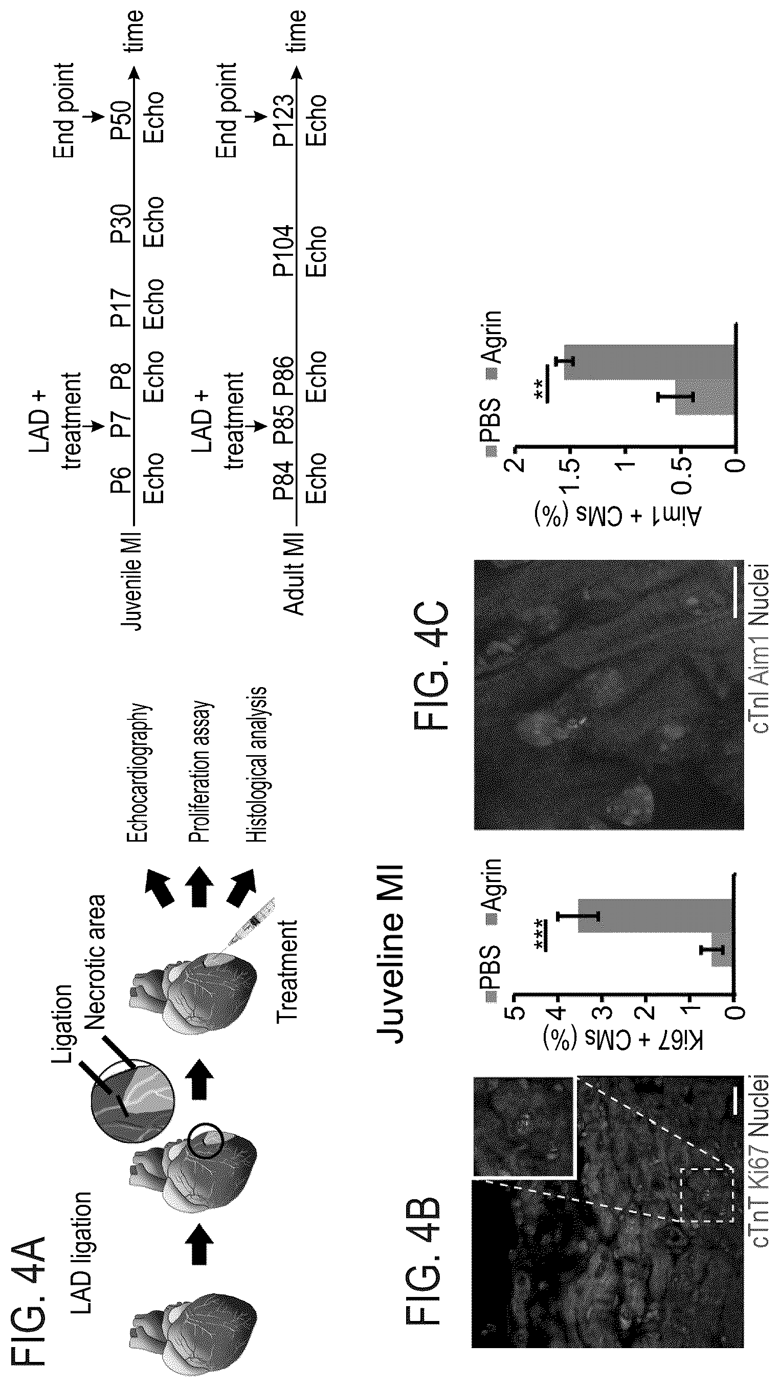 Patent US12576191 Figure 9 – Method of inducing cardiomyocytes proliferation and treating heart diseases