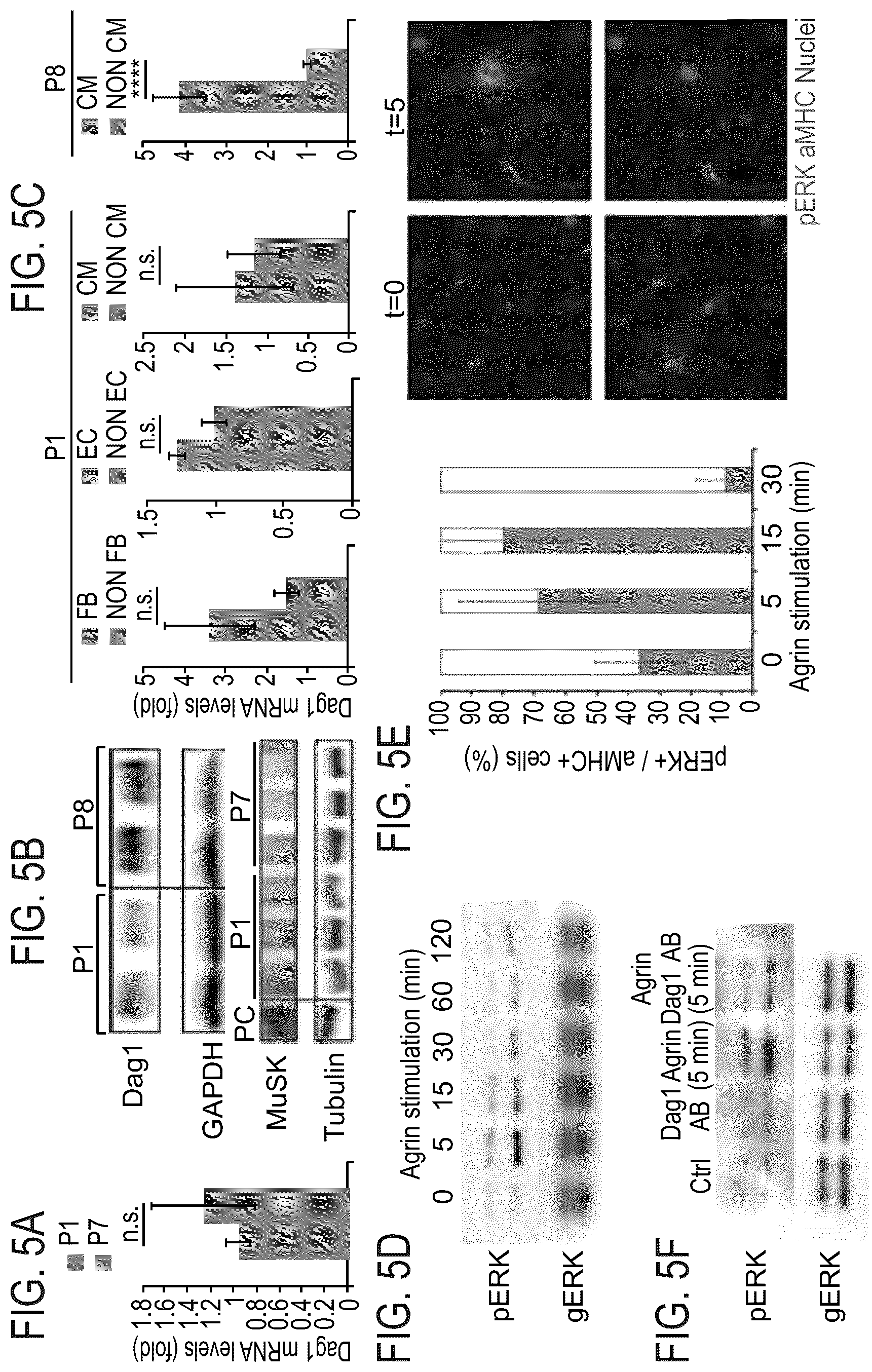 Patent US12576191 Figure 12 – Method of inducing cardiomyocytes proliferation and treating heart diseases