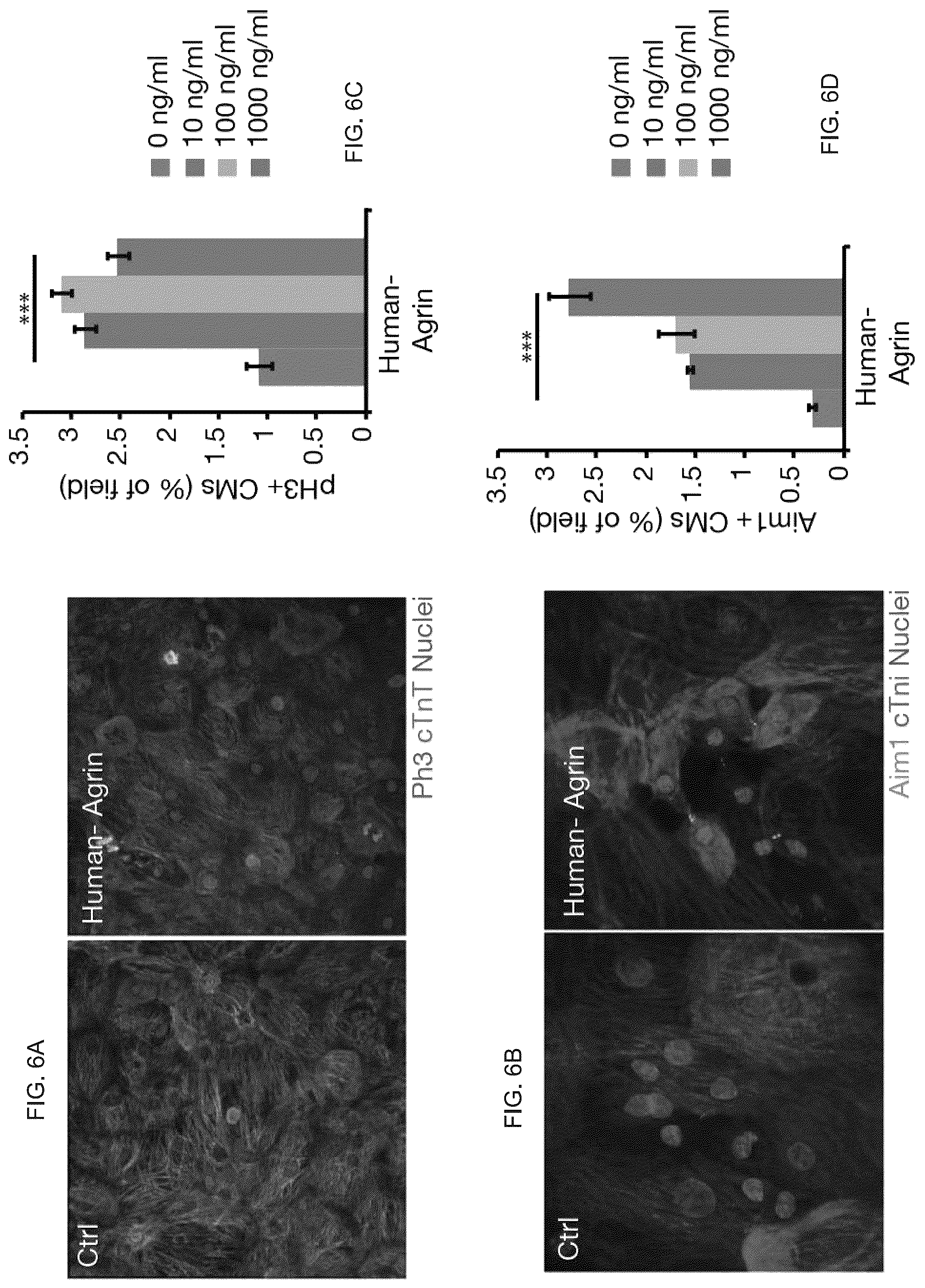 Patent US12576191 Figure 14 – Method of inducing cardiomyocytes proliferation and treating heart diseases