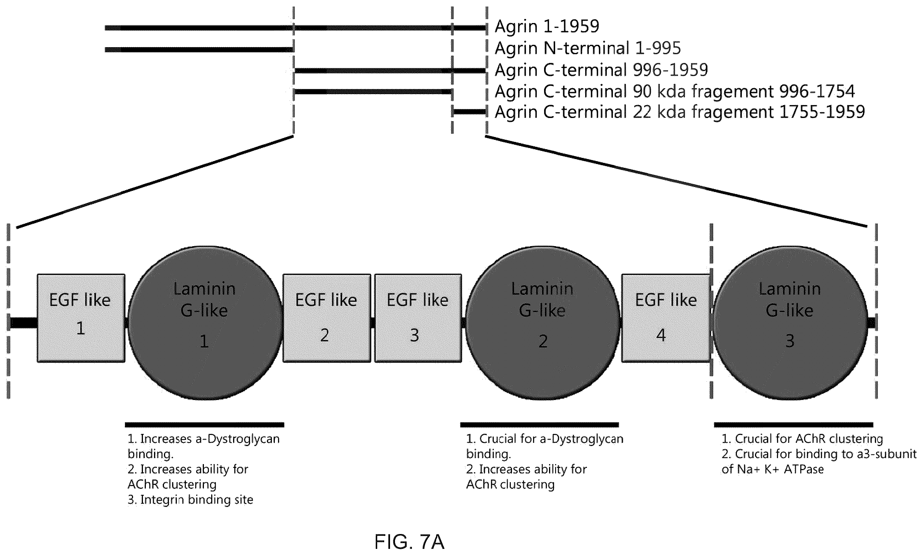 Patent US12576191 Figure 15 – Method of inducing cardiomyocytes proliferation and treating heart diseases