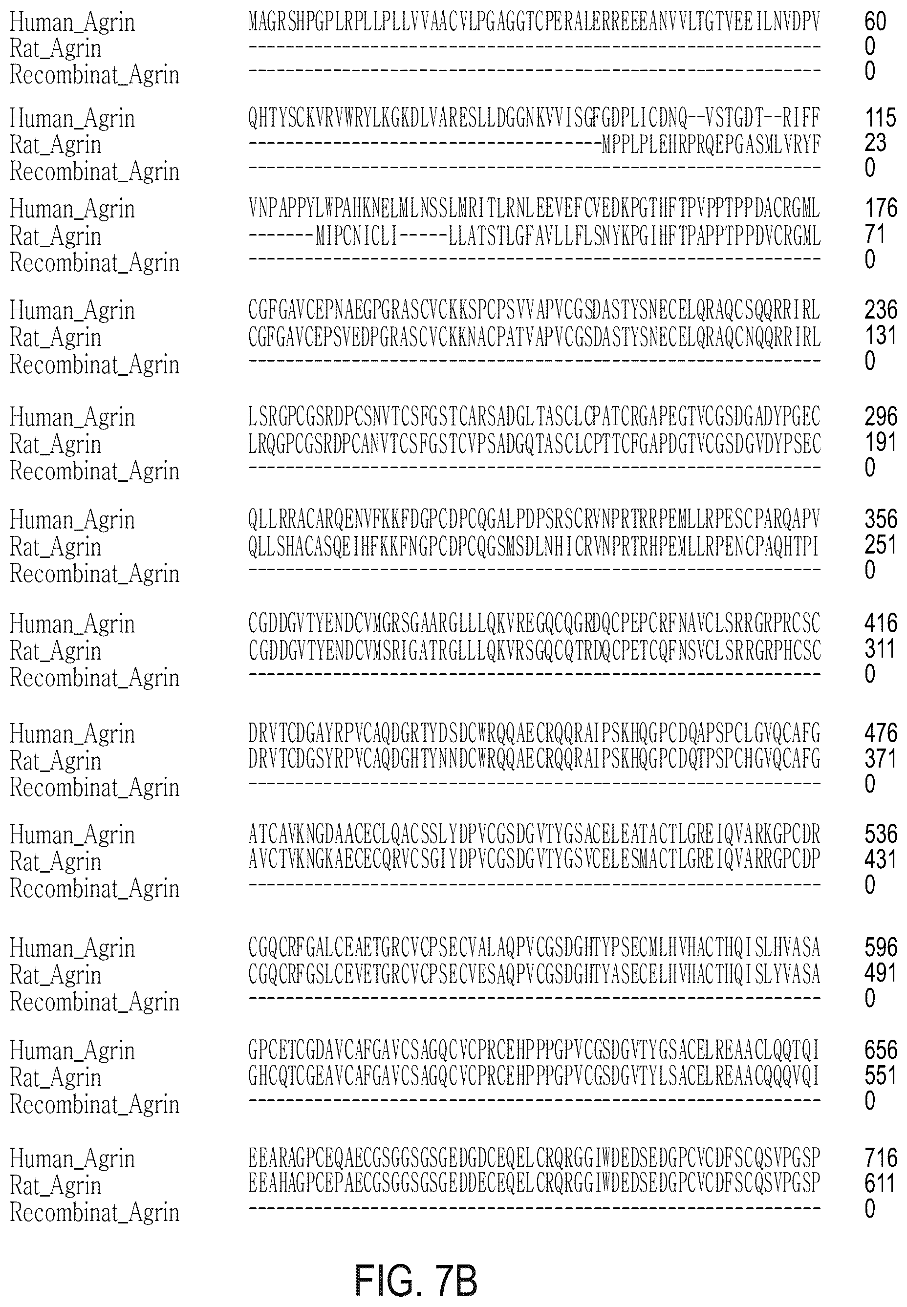 Patent US12576191 Figure 16 – Method of inducing cardiomyocytes proliferation and treating heart diseases