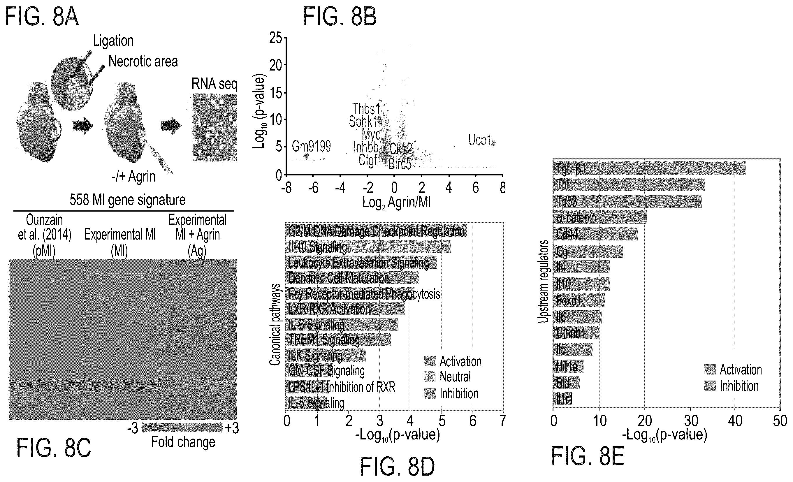 Patent US12576191 Figure 20 – Method of inducing cardiomyocytes proliferation and treating heart diseases
