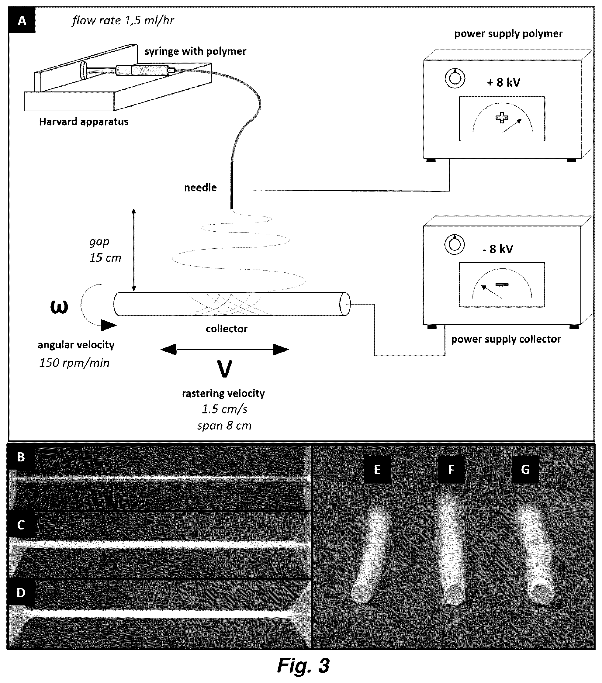 Patent US12576192 Figure 3 – Multi-layered graft for tissue engineering applications