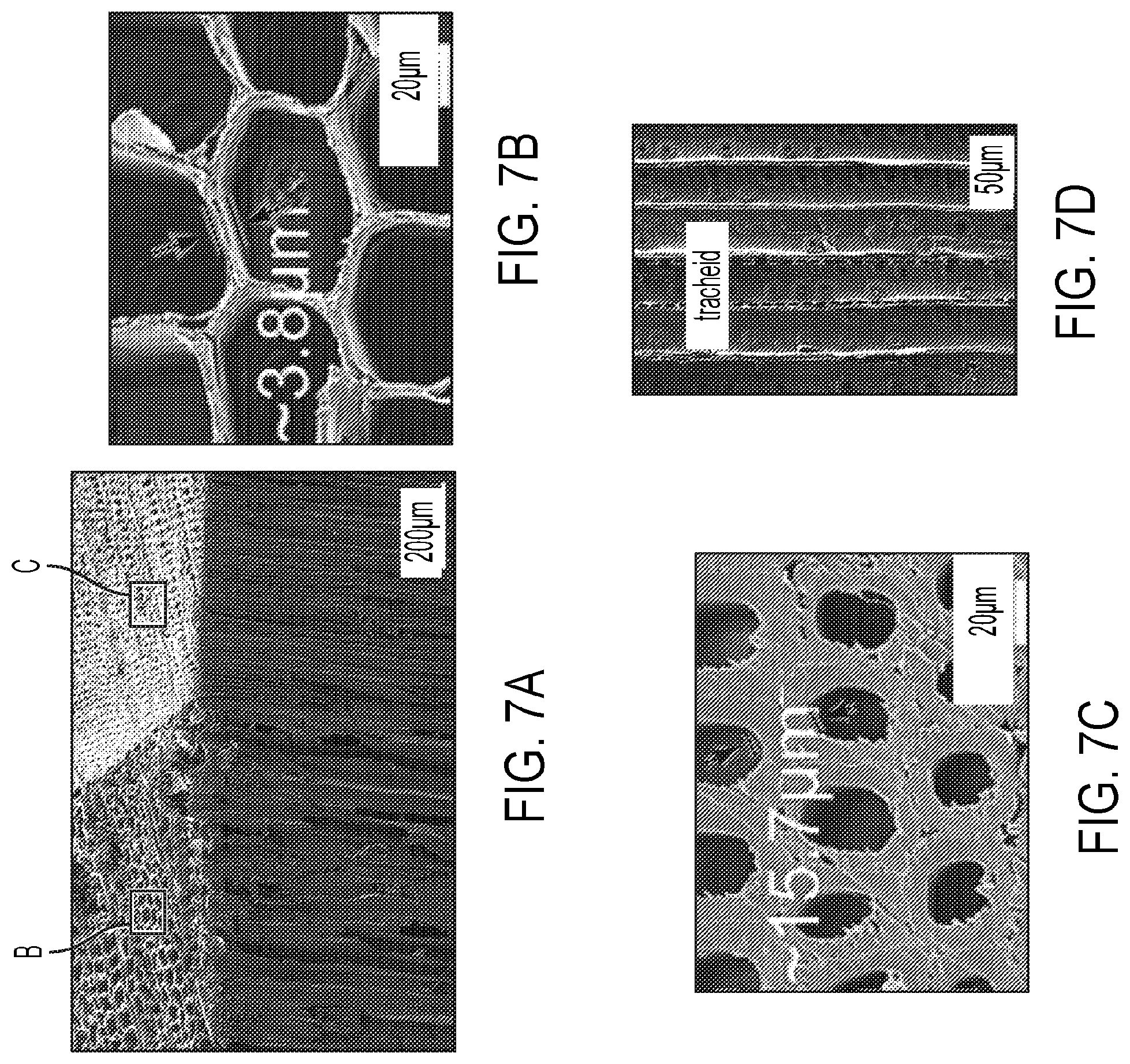 Patent US12576551 Figure 16 – Modified wood and transparent wood composites, and systems and methods for forming and use thereof