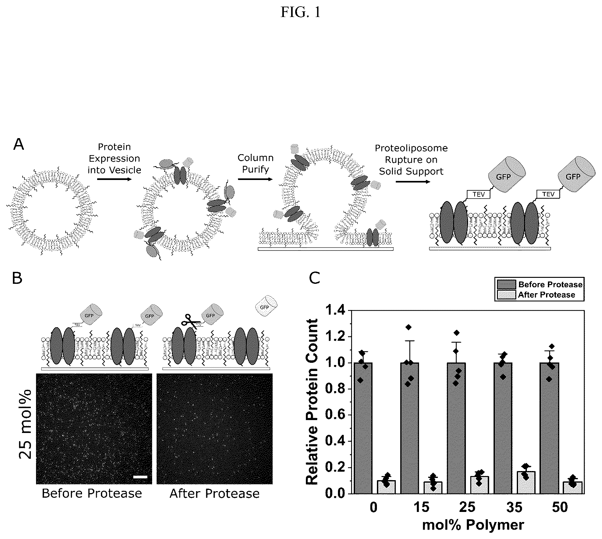 Patent US12583885 Figure 1 – Compositions of hybrid supported lipid bilayers and methods for producing
