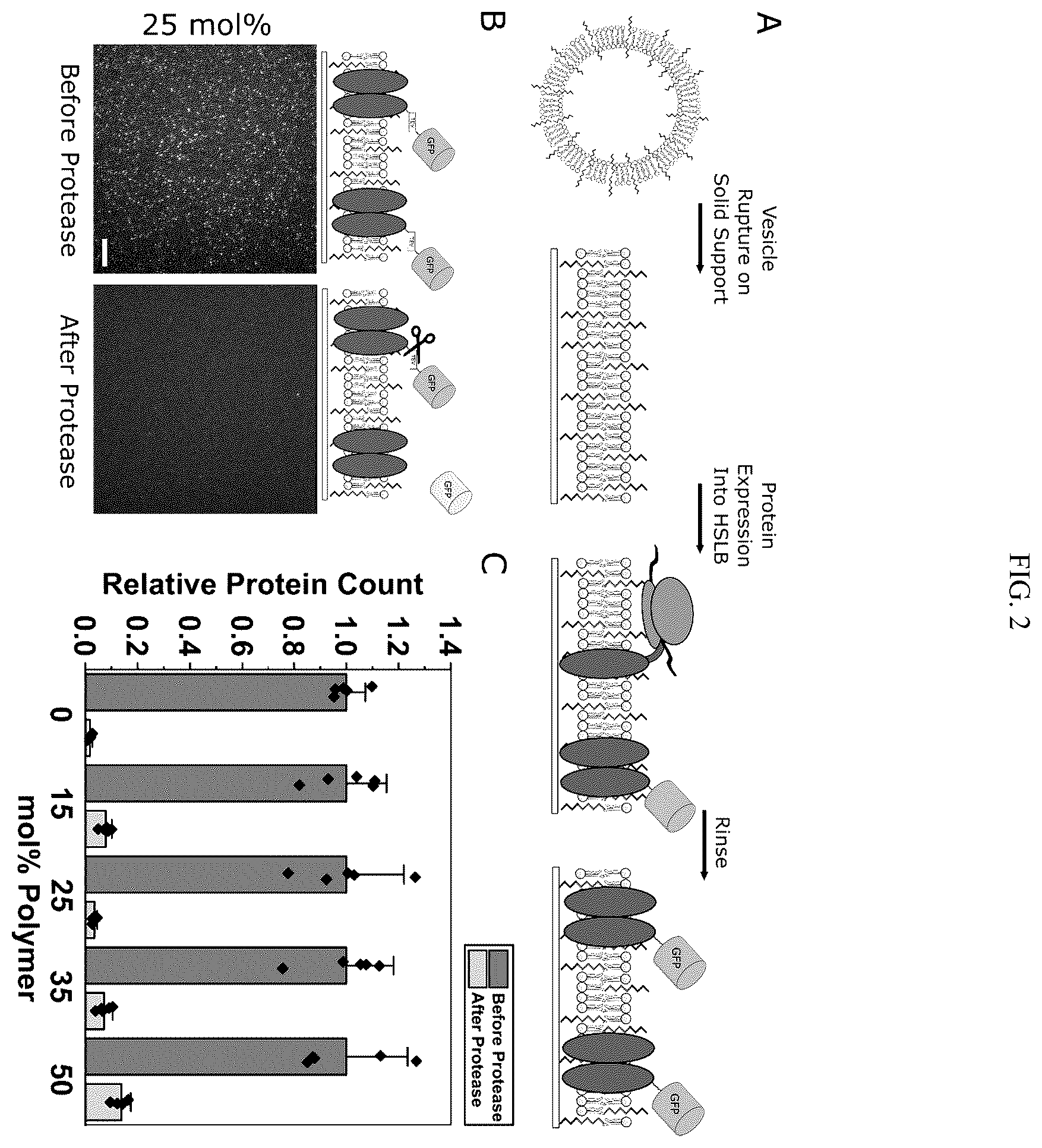 Patent US12583885 Figure 2 – Compositions of hybrid supported lipid bilayers and methods for producing