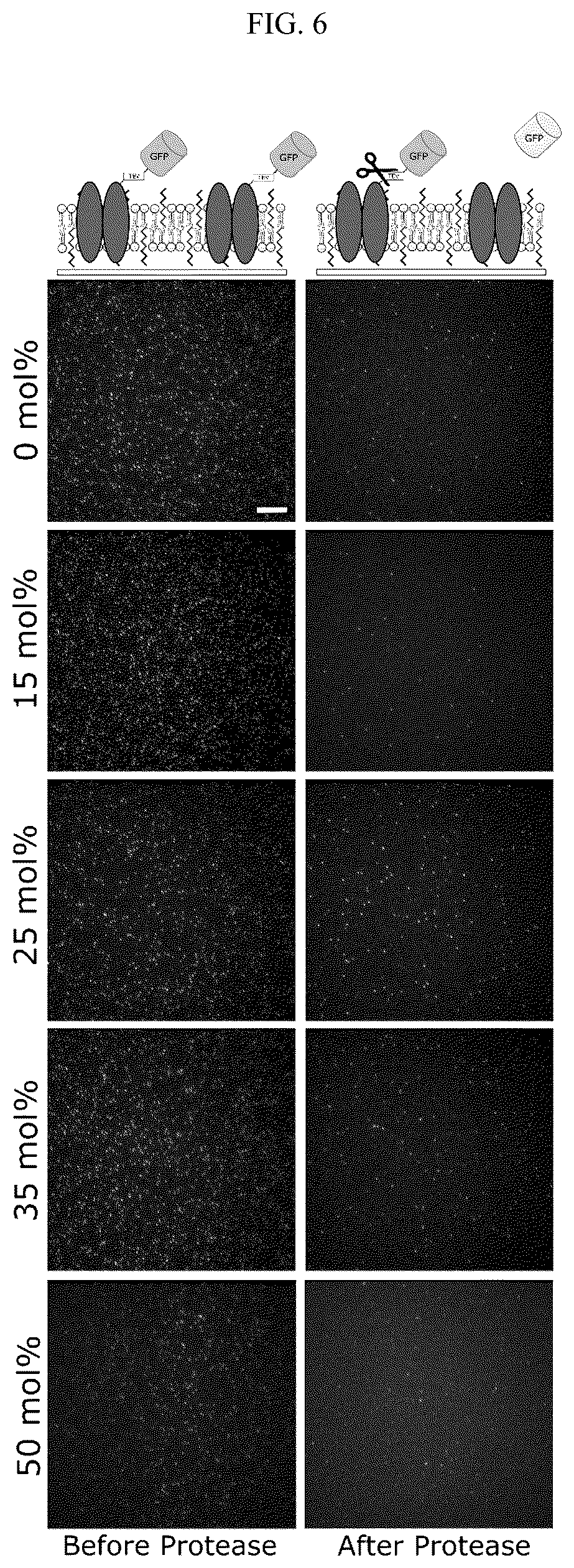 Patent US12583885 Figure 6 – Compositions of hybrid supported lipid bilayers and methods for producing