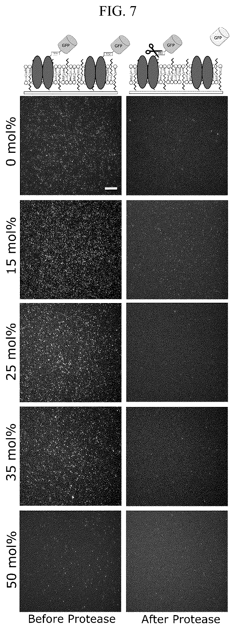 Patent US12583885 Figure 7 – Compositions of hybrid supported lipid bilayers and methods for producing