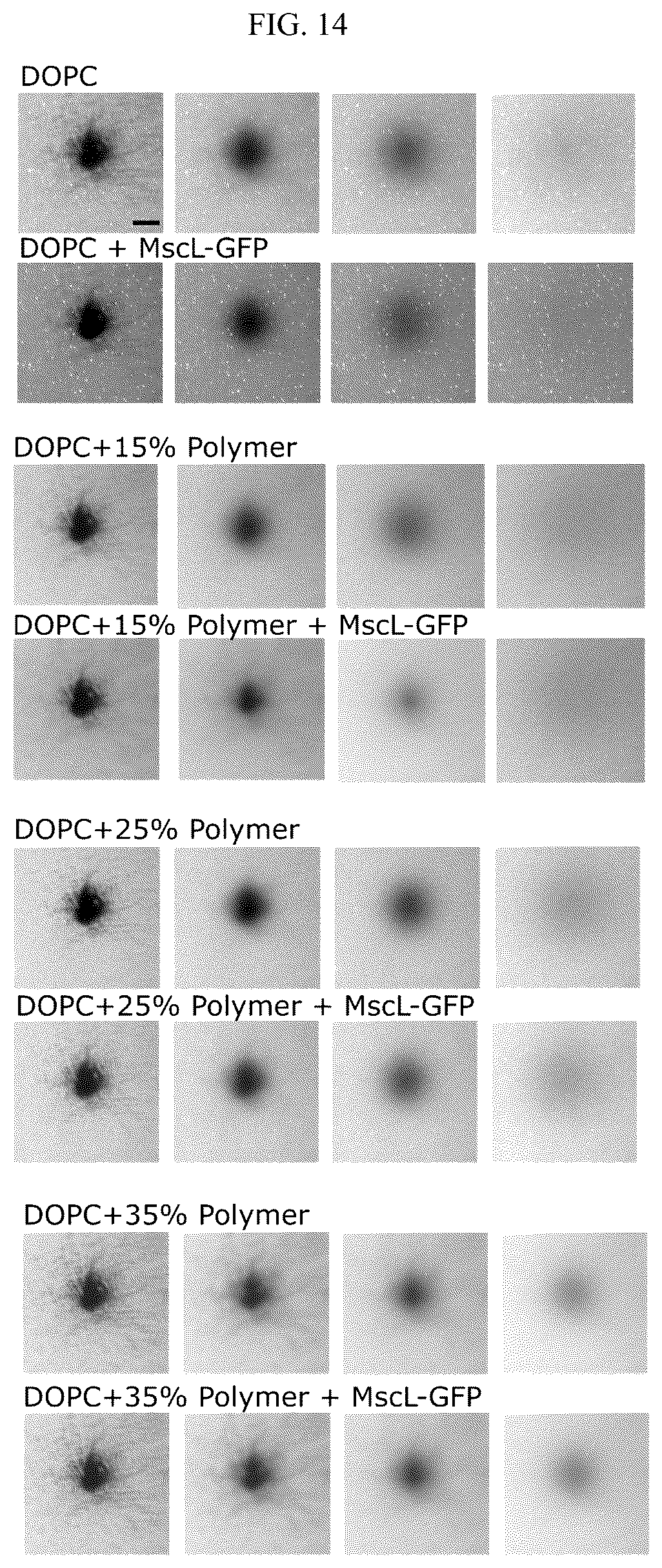Patent US12583885 Figure 19 – Compositions of hybrid supported lipid bilayers and methods for producing