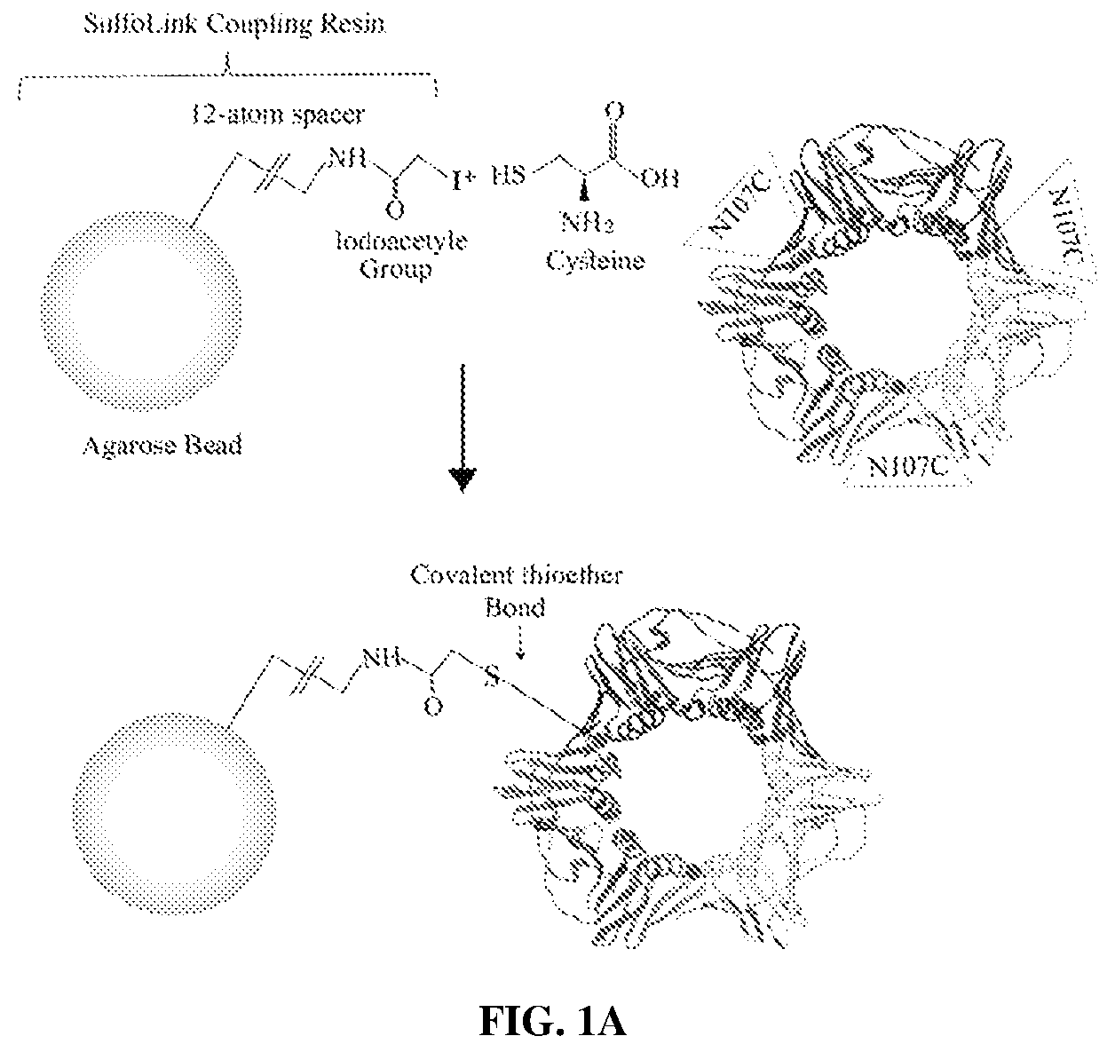 Patent US12583886 Figure 1 – Sliding clamp-based affinity purification systems, methods of making and use thereof