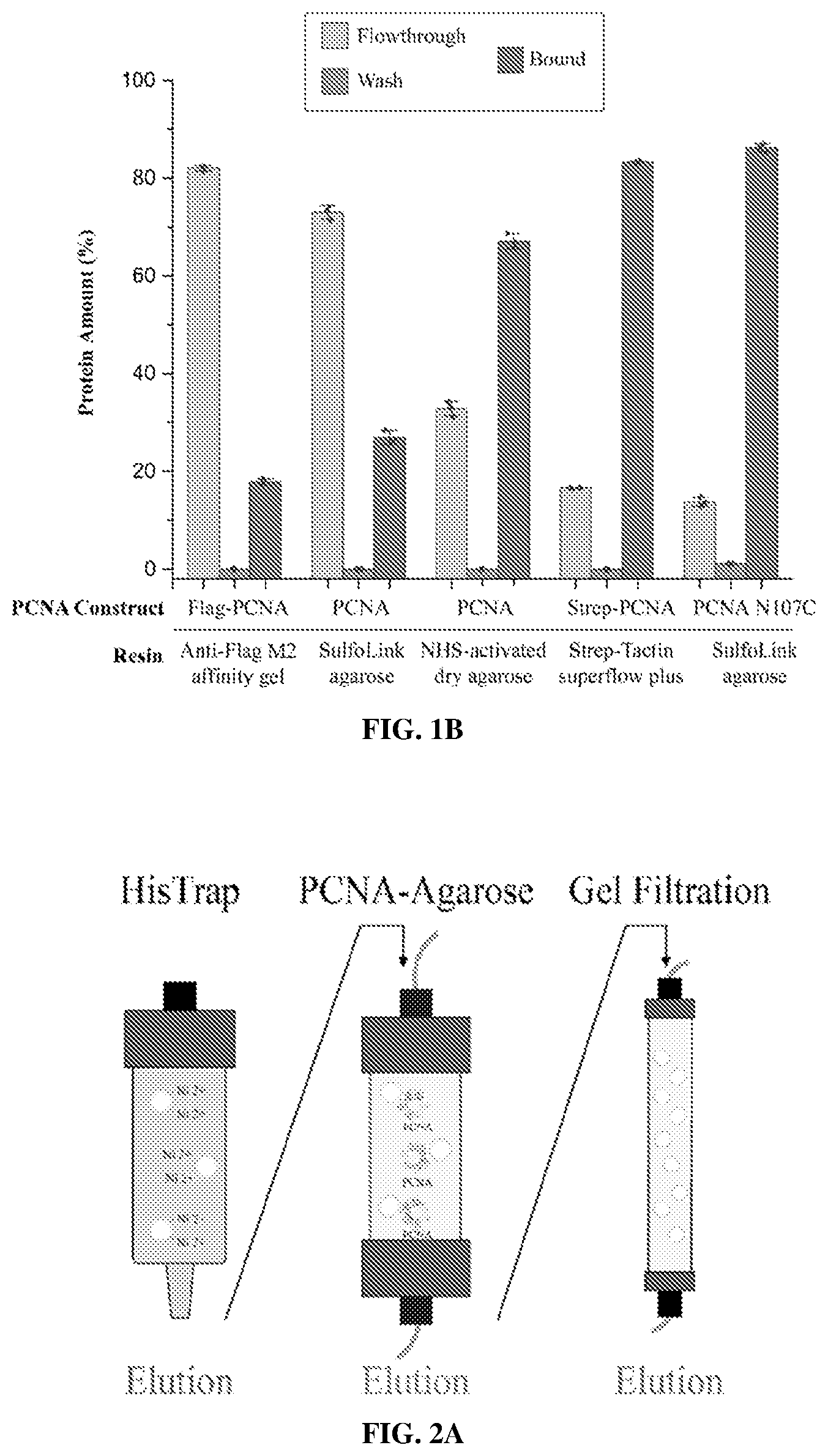 Patent US12583886 Figure 2 – Sliding clamp-based affinity purification systems, methods of making and use thereof