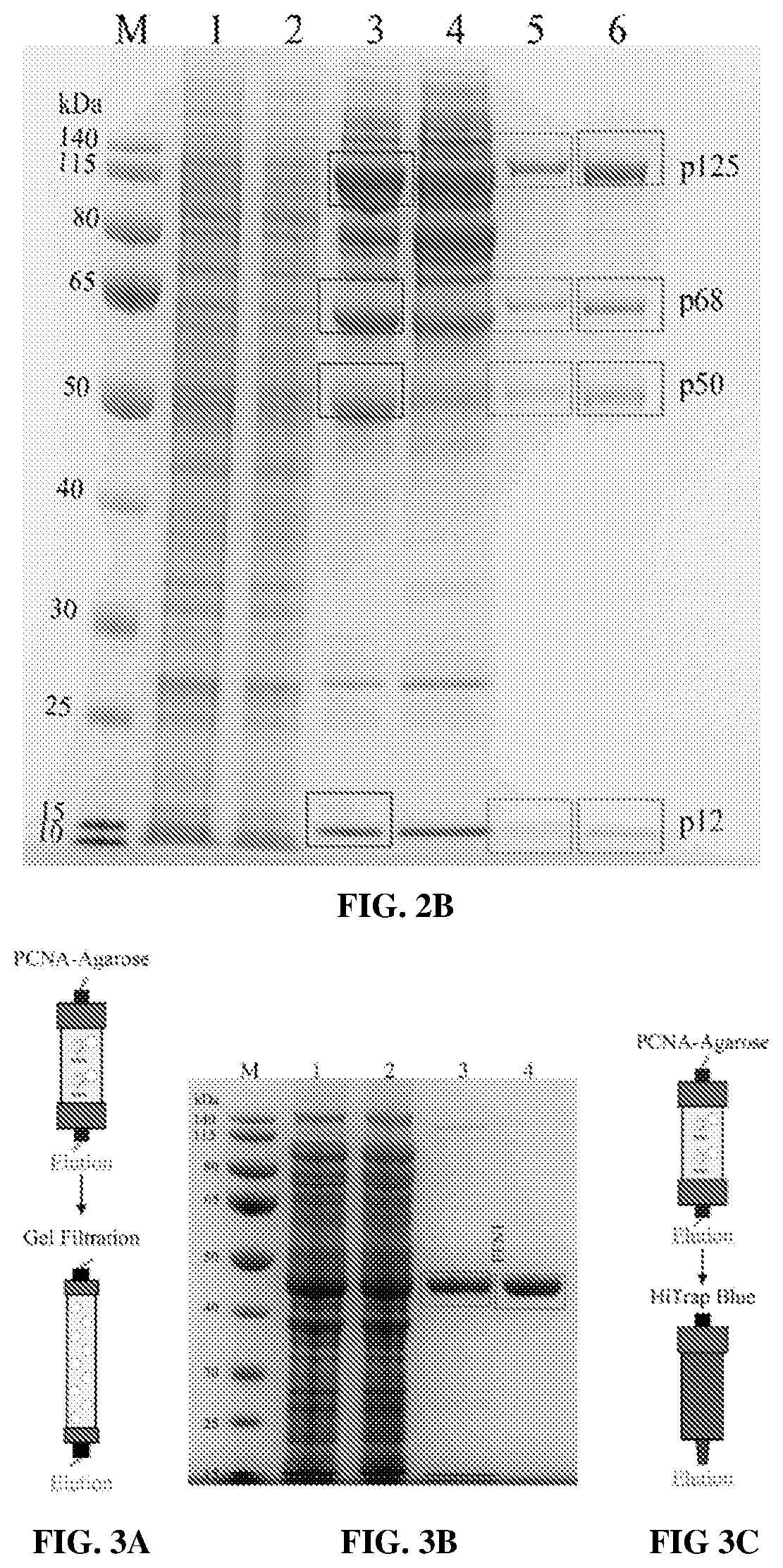 Patent US12583886 Figure 3 – Sliding clamp-based affinity purification systems, methods of making and use thereof
