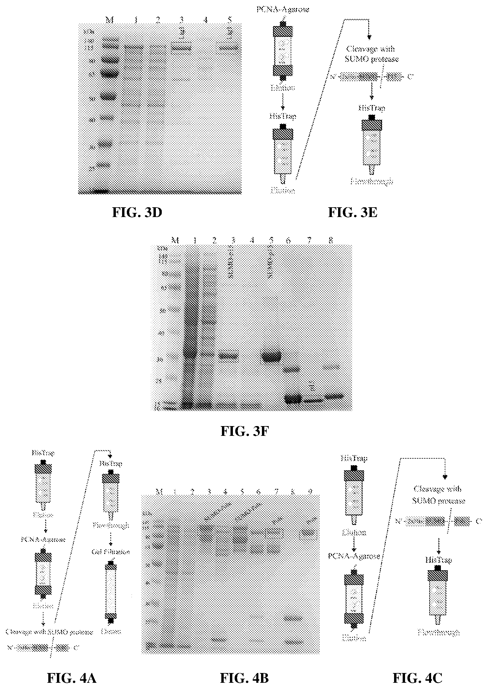 Patent US12583886 Figure 4 – Sliding clamp-based affinity purification systems, methods of making and use thereof