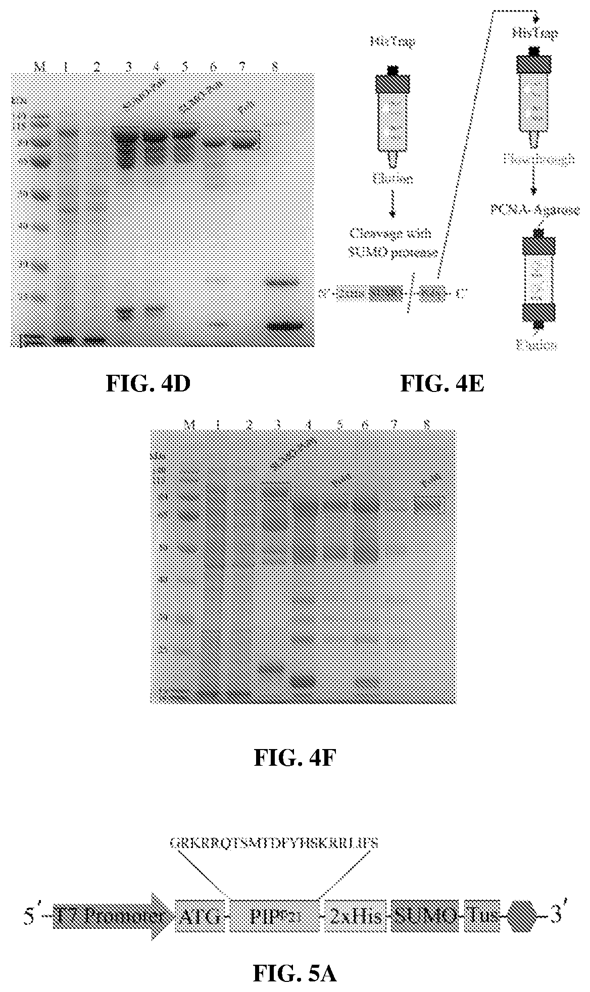 Patent US12583886 Figure 5 – Sliding clamp-based affinity purification systems, methods of making and use thereof