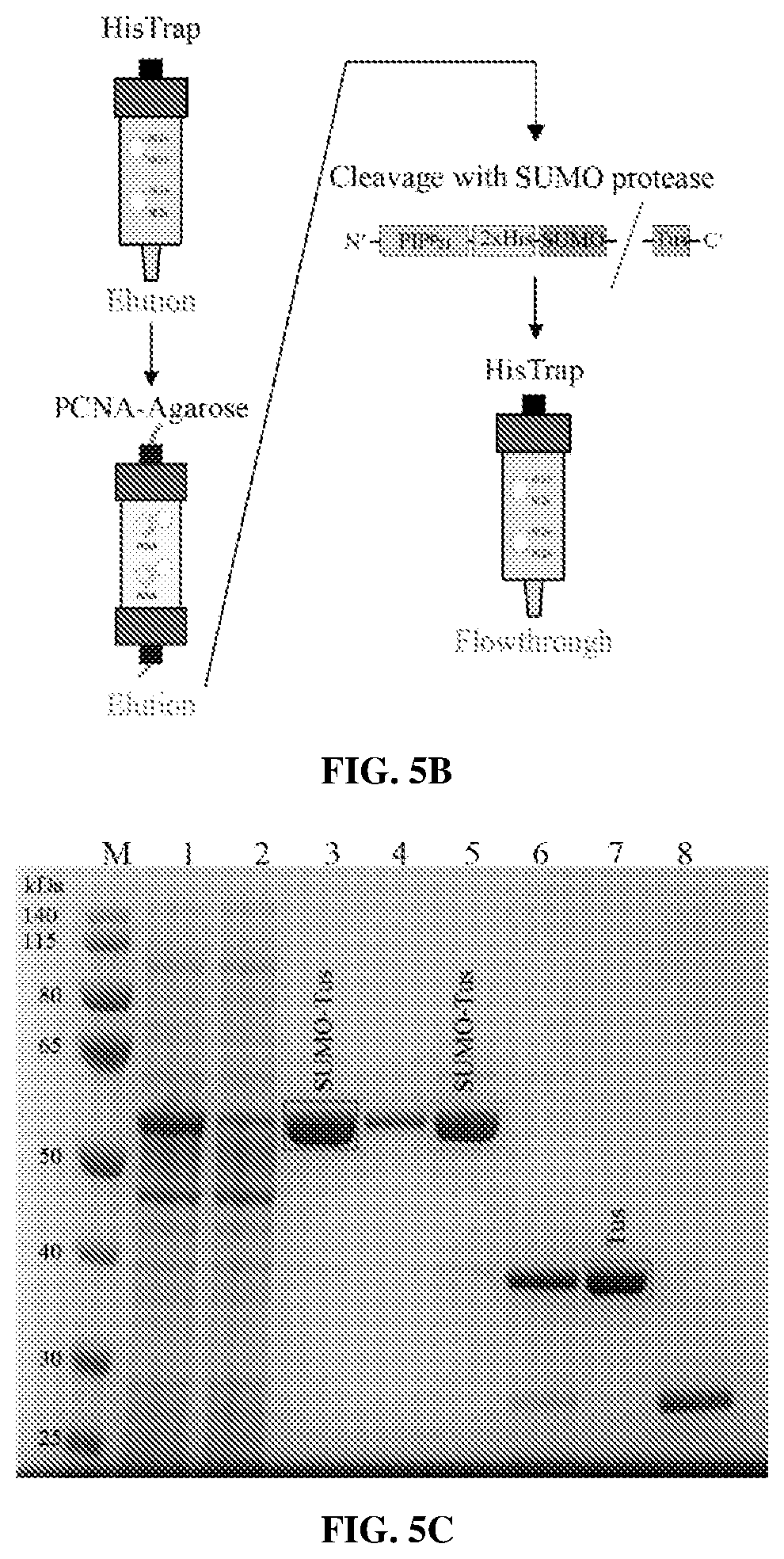 Patent US12583886 Figure 6 – Sliding clamp-based affinity purification systems, methods of making and use thereof