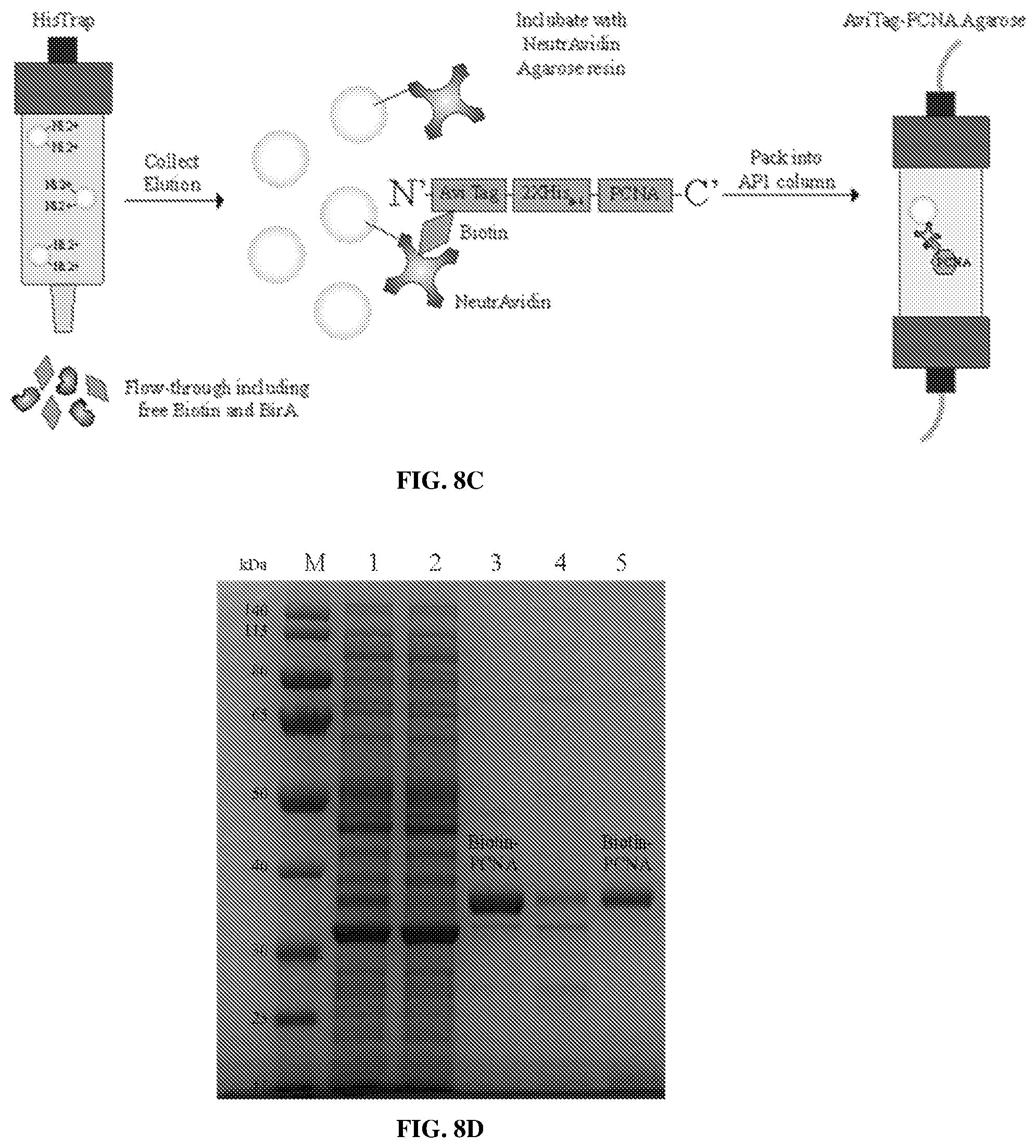 Patent US12583886 Figure 11 – Sliding clamp-based affinity purification systems, methods of making and use thereof