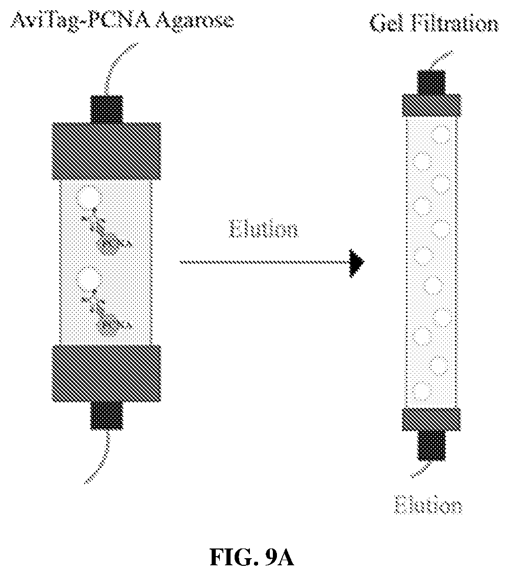 Patent US12583886 Figure 12 – Sliding clamp-based affinity purification systems, methods of making and use thereof