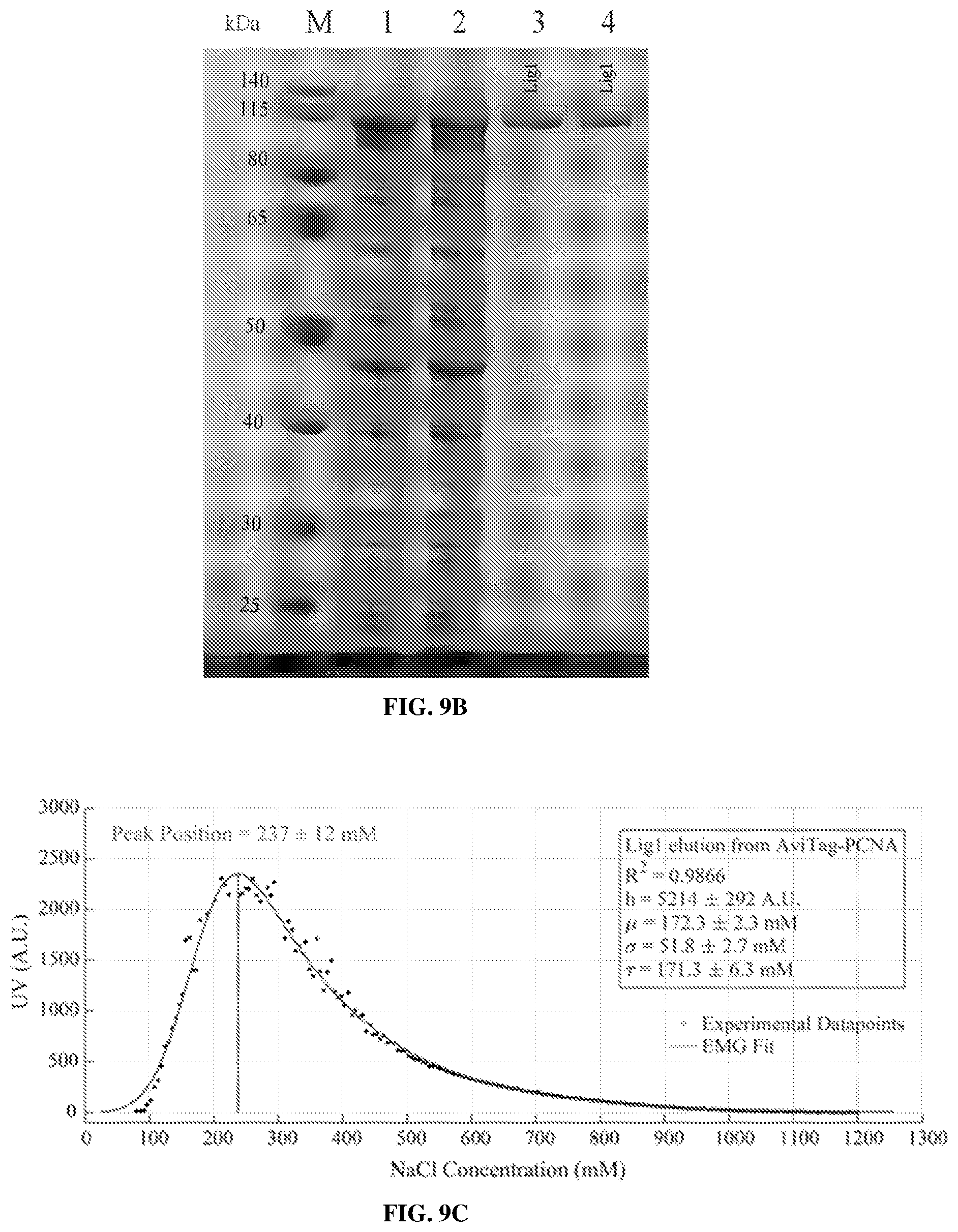 Patent US12583886 Figure 13 – Sliding clamp-based affinity purification systems, methods of making and use thereof