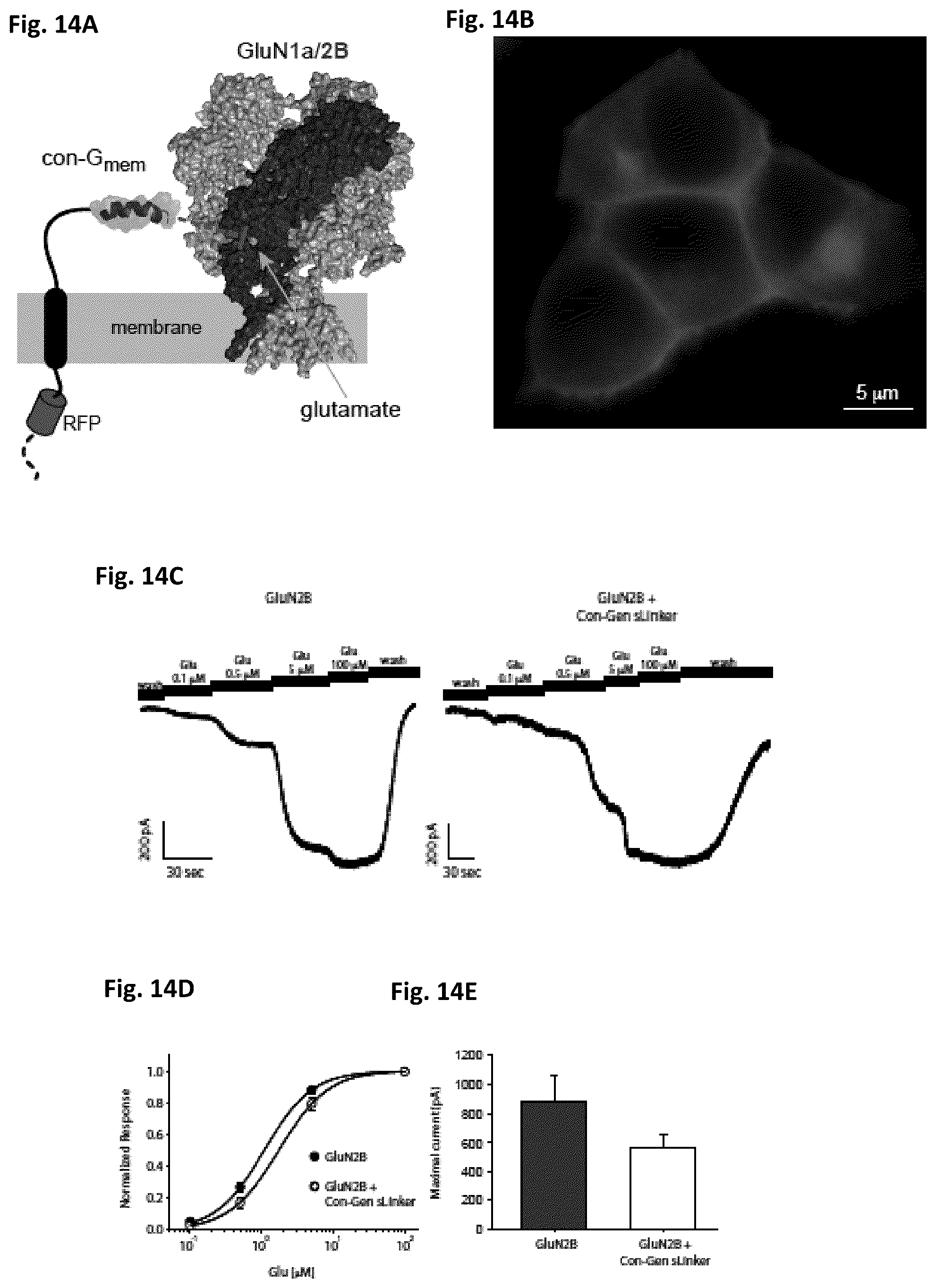 Patent US12583892 Figure 12 – Conus-based toxin peptides, nucleic acids encoding same and uses thereof in modulating NMDA receptors