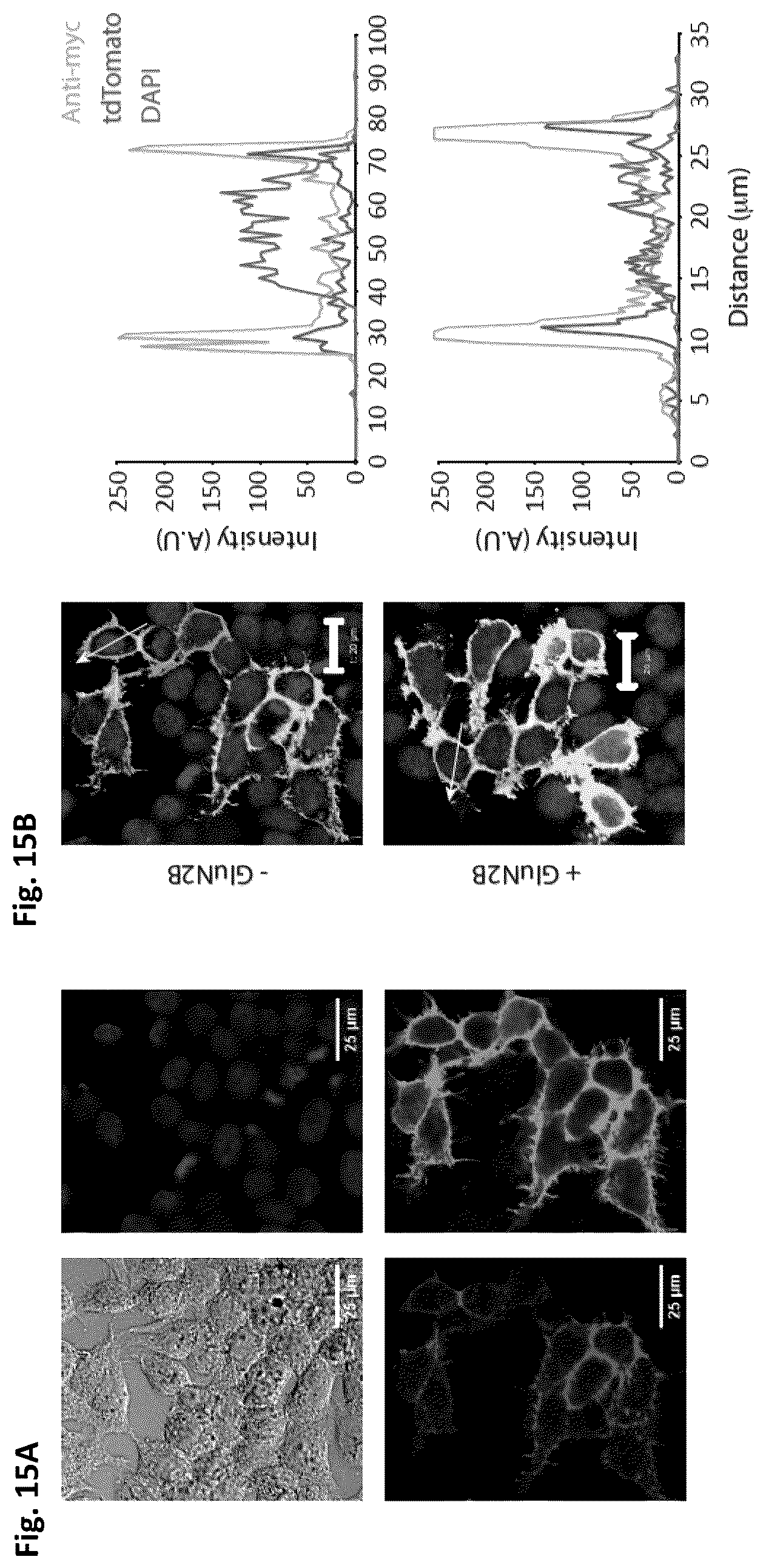 Patent US12583892 Figure 13 – Conus-based toxin peptides, nucleic acids encoding same and uses thereof in modulating NMDA receptors
