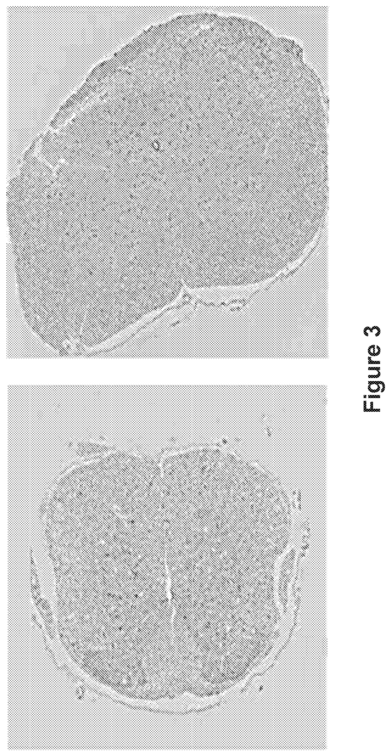 Patent US12583894 Figure 3 – Materials and methods for the treatment of Lewy body disorders