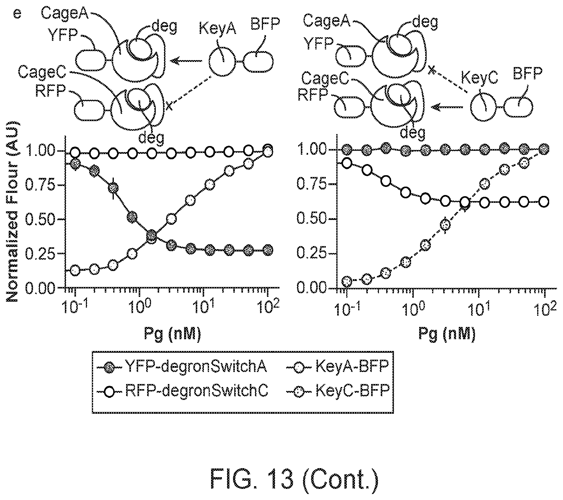 Patent US12583896 Figure 9 – Caged-degron-based molecular feedback circuits and methods of using the same
