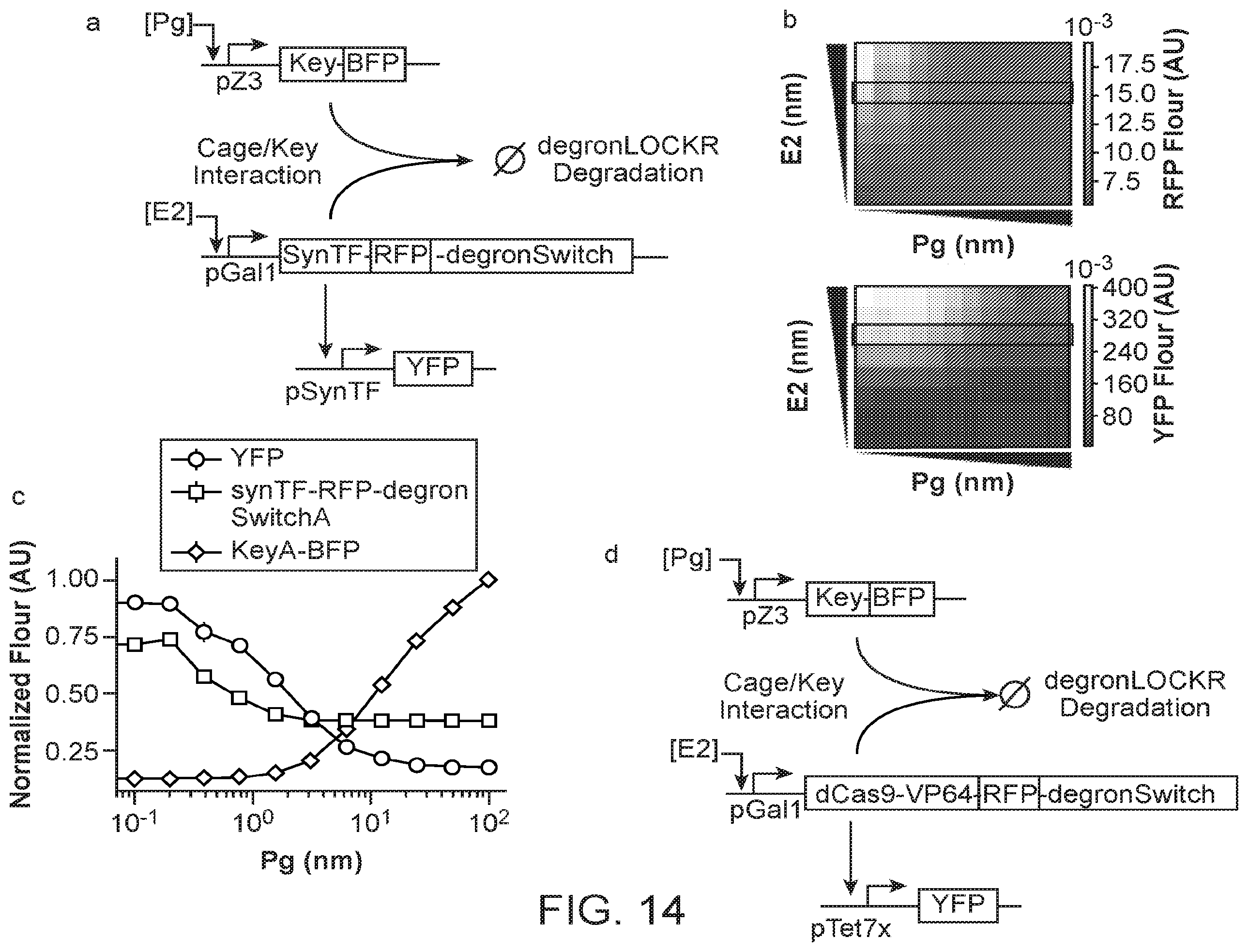 Patent US12583896 Figure 11 – Caged-degron-based molecular feedback circuits and methods of using the same