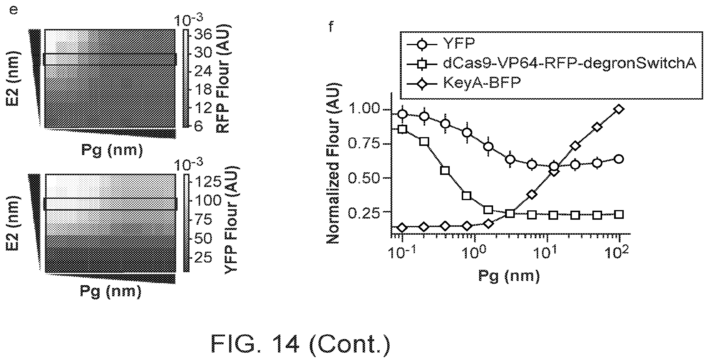 Patent US12583896 Figure 12 – Caged-degron-based molecular feedback circuits and methods of using the same